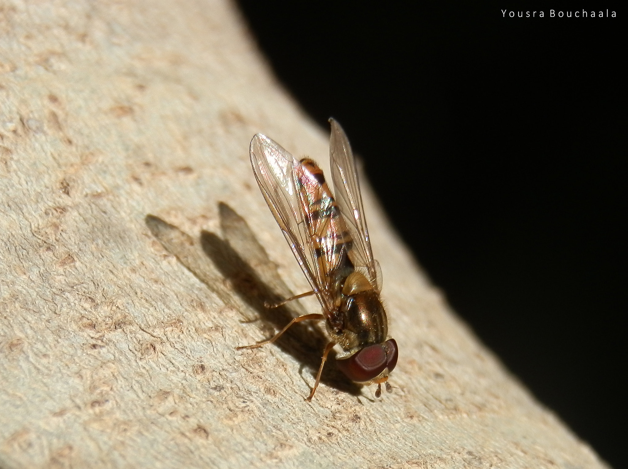 Olympus SZ-10 sample photo. Golden hoverfly photography
