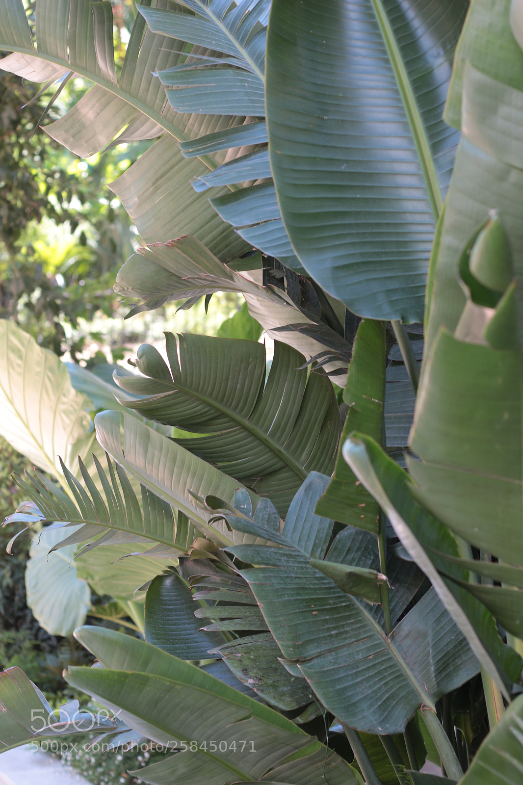 Canon EOS 650D (EOS Rebel T4i / EOS Kiss X6i) sample photo. Palm photography