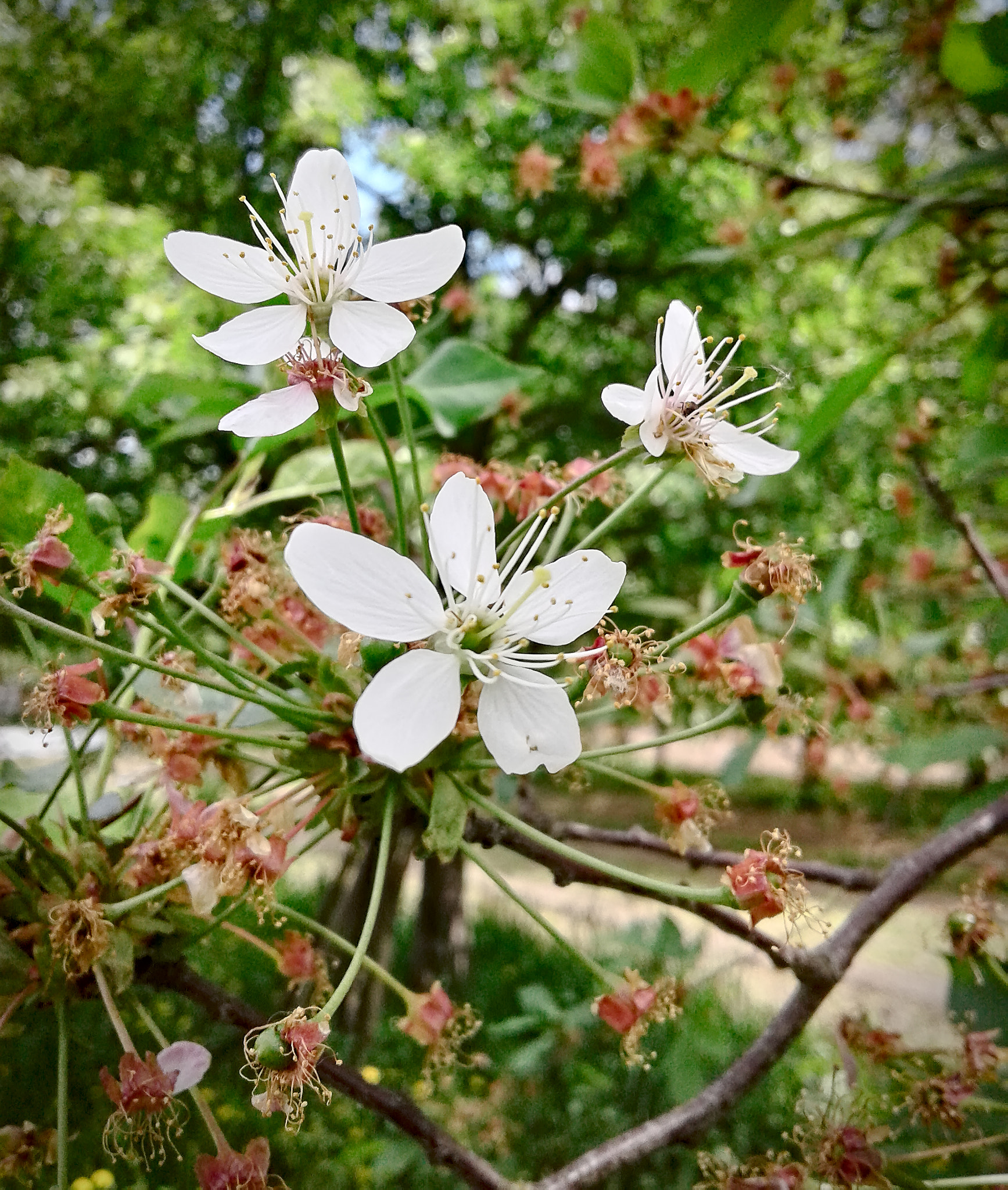 Samsung Galaxy J1 sample photo. Apple blossom photography