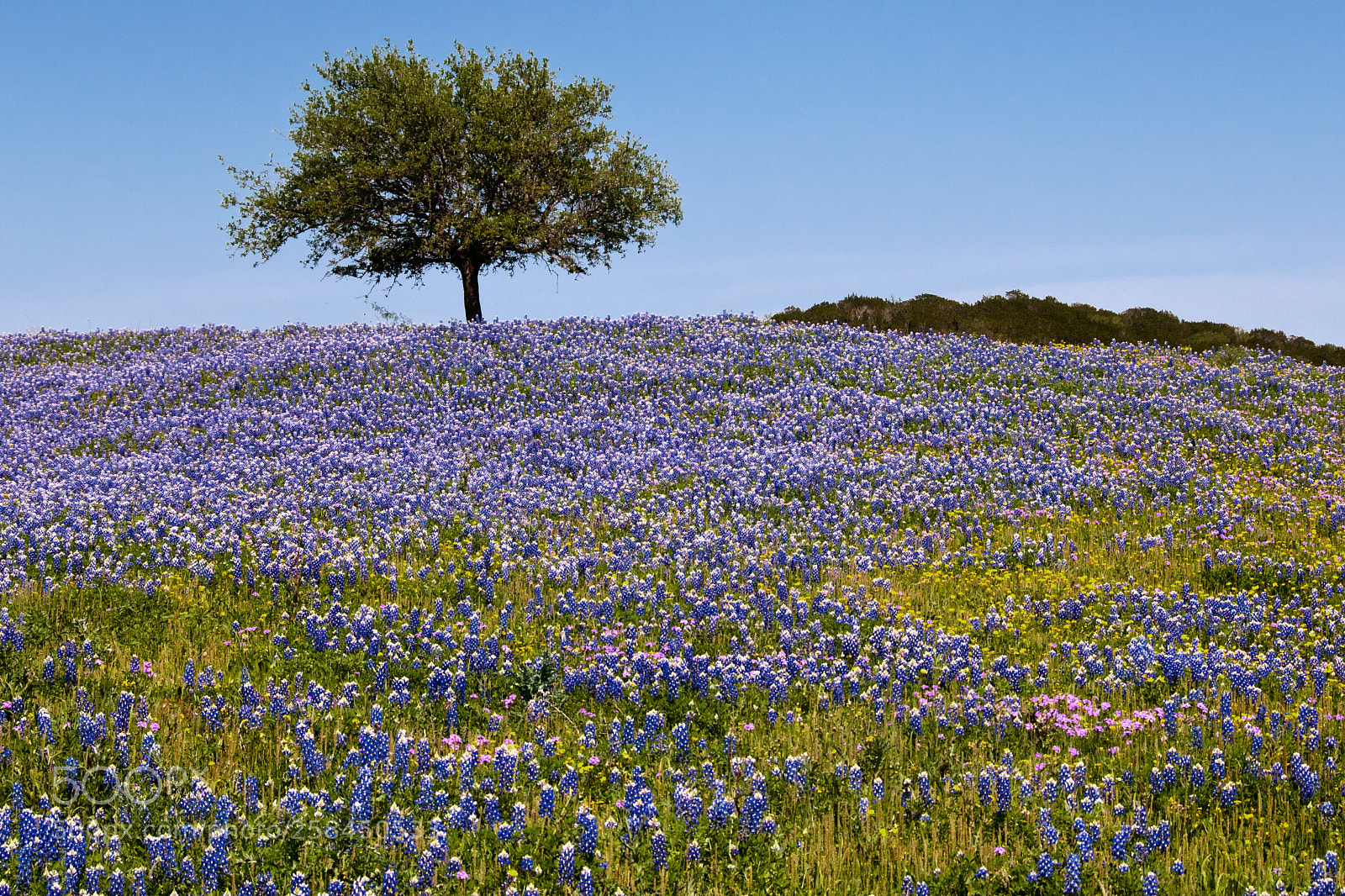 Nikon D300 sample photo. Tree topped texas hill photography