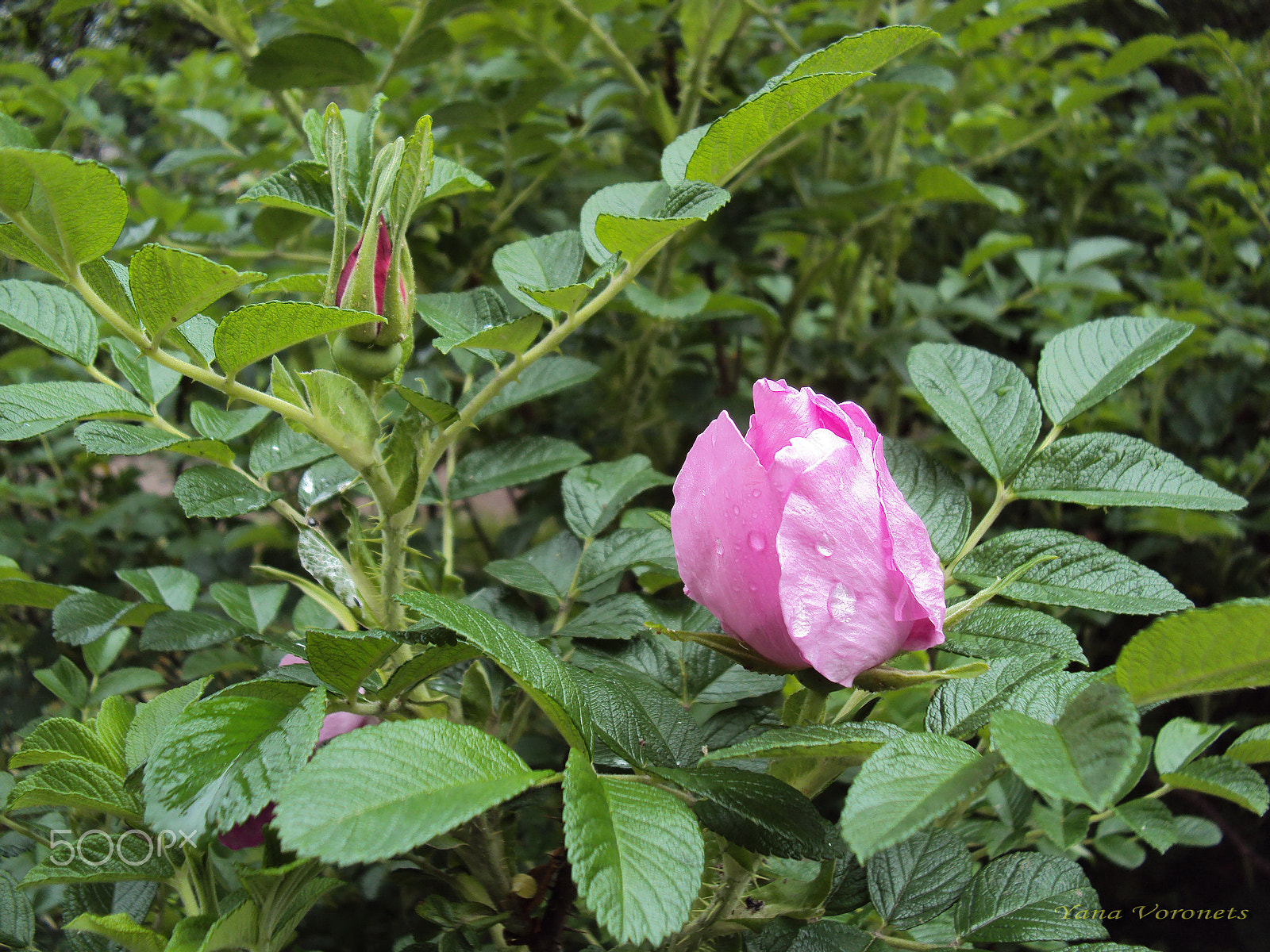 Sony DSC-W190 sample photo. Rose after rain photography