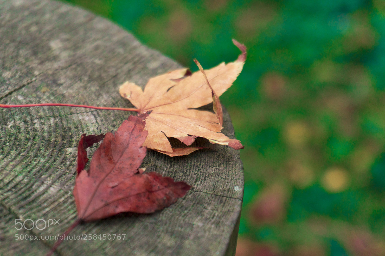 Sony a6300 sample photo. 2 leaves photography
