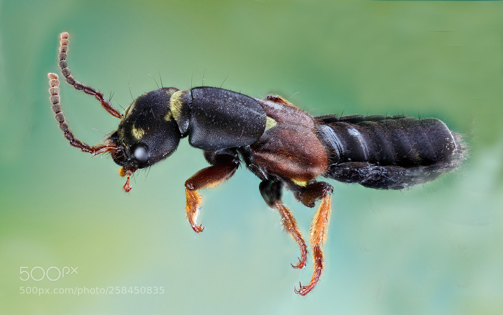 Canon EOS 5D Mark II sample photo. Rove beetle photography