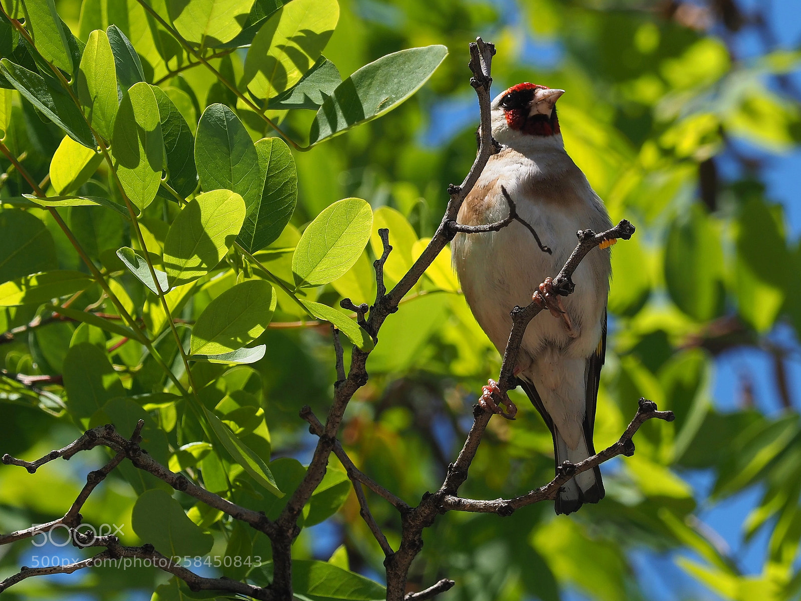 Olympus OM-D E-M1 Mark II sample photo. Jilguero (carduelis carduelis) photography