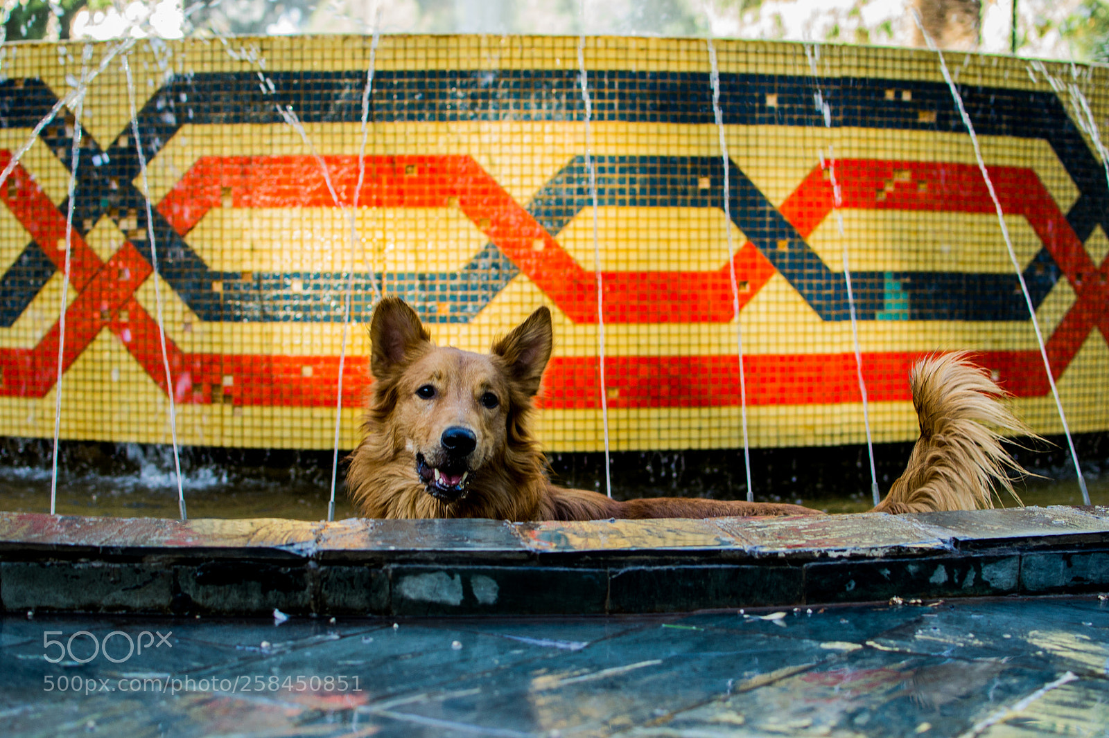 Nikon D3100 sample photo. A dog´s spa photography