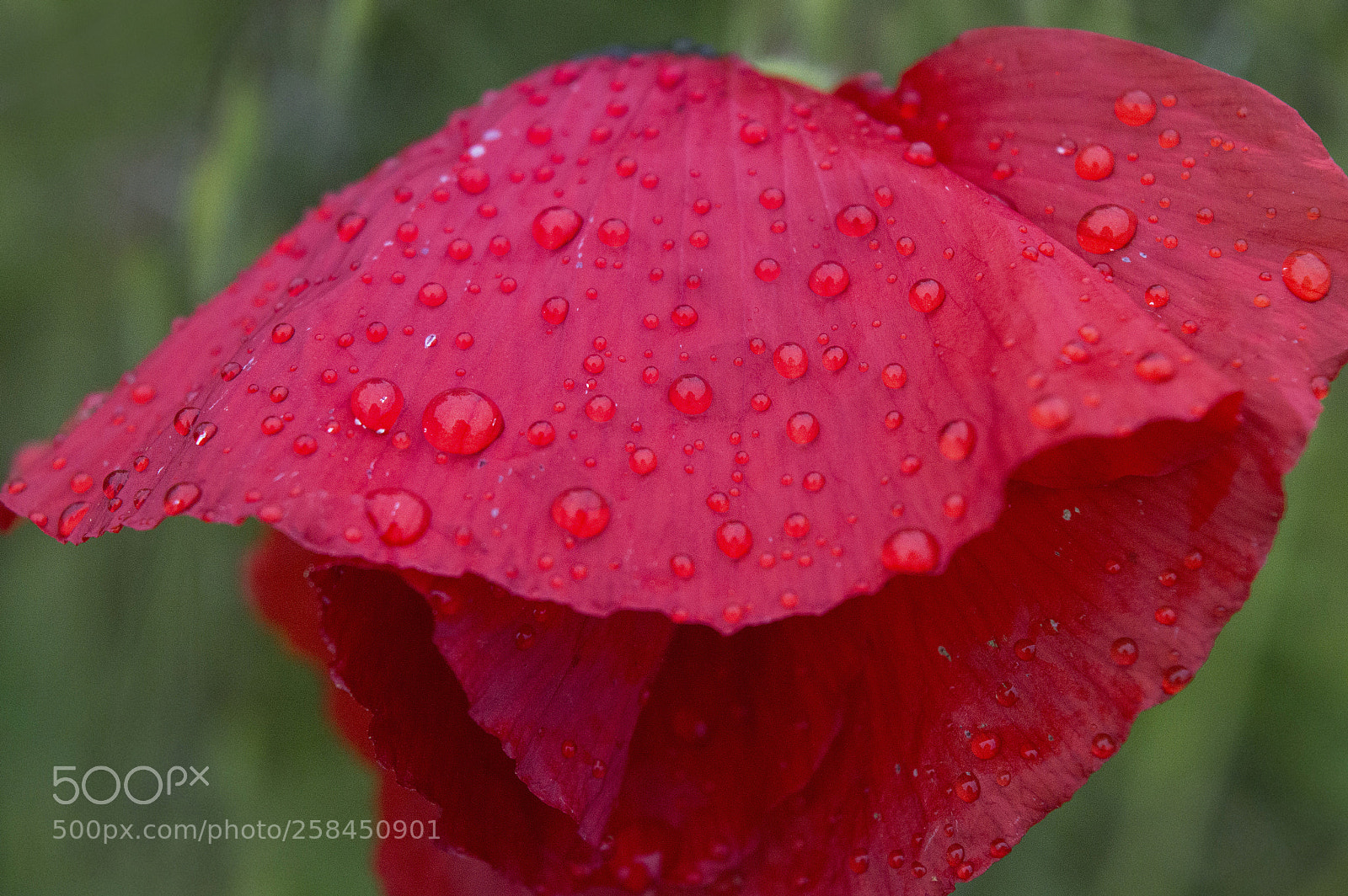 Nikon D3200 sample photo. Ornaments photography