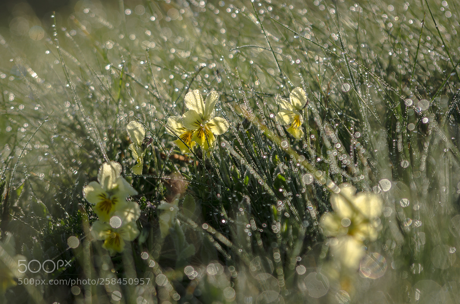 Nikon D7000 sample photo. Untitled photography
