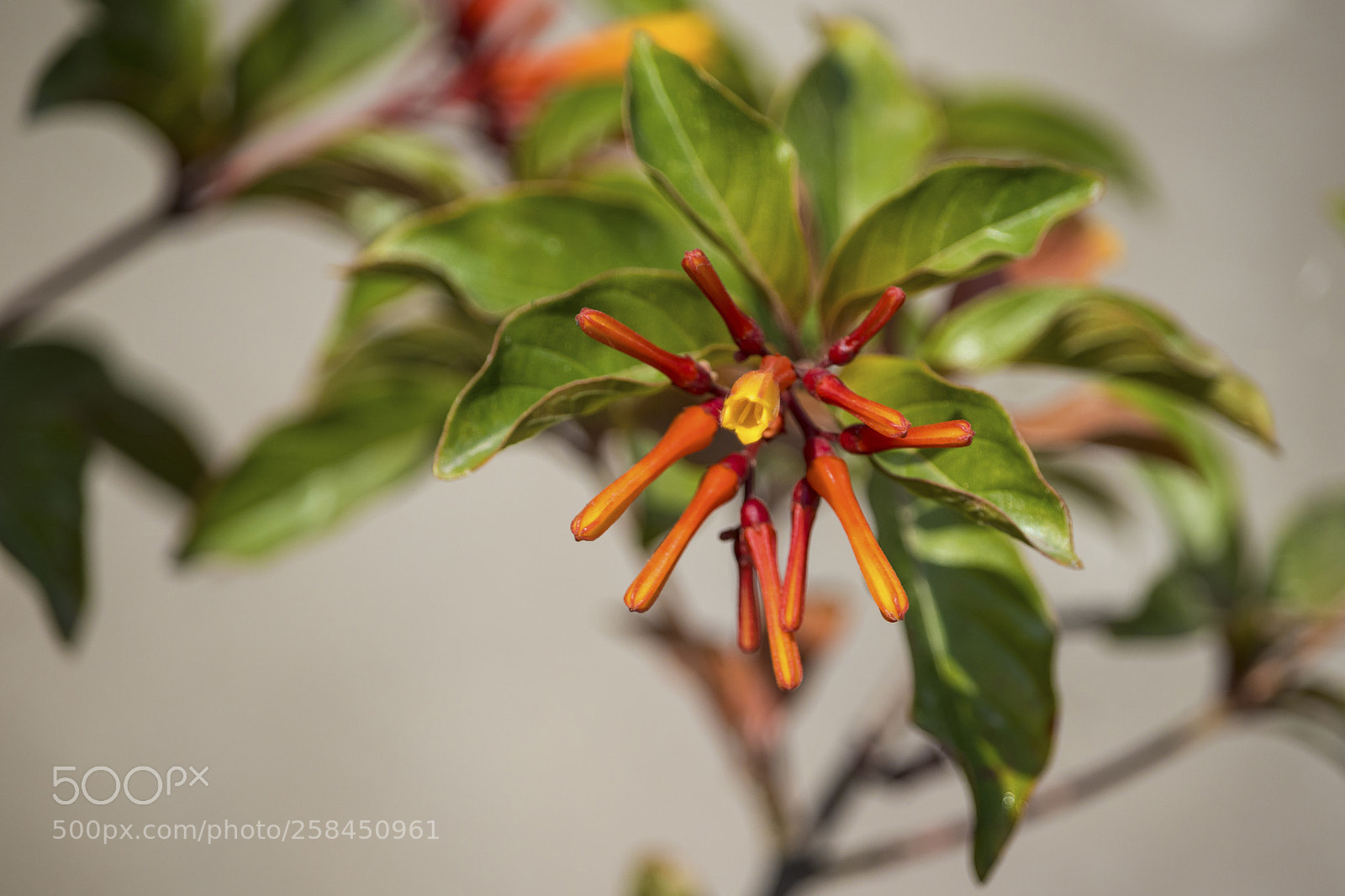 Canon EOS 200D (EOS Rebel SL2 / EOS Kiss X9) sample photo. The fire bush photography