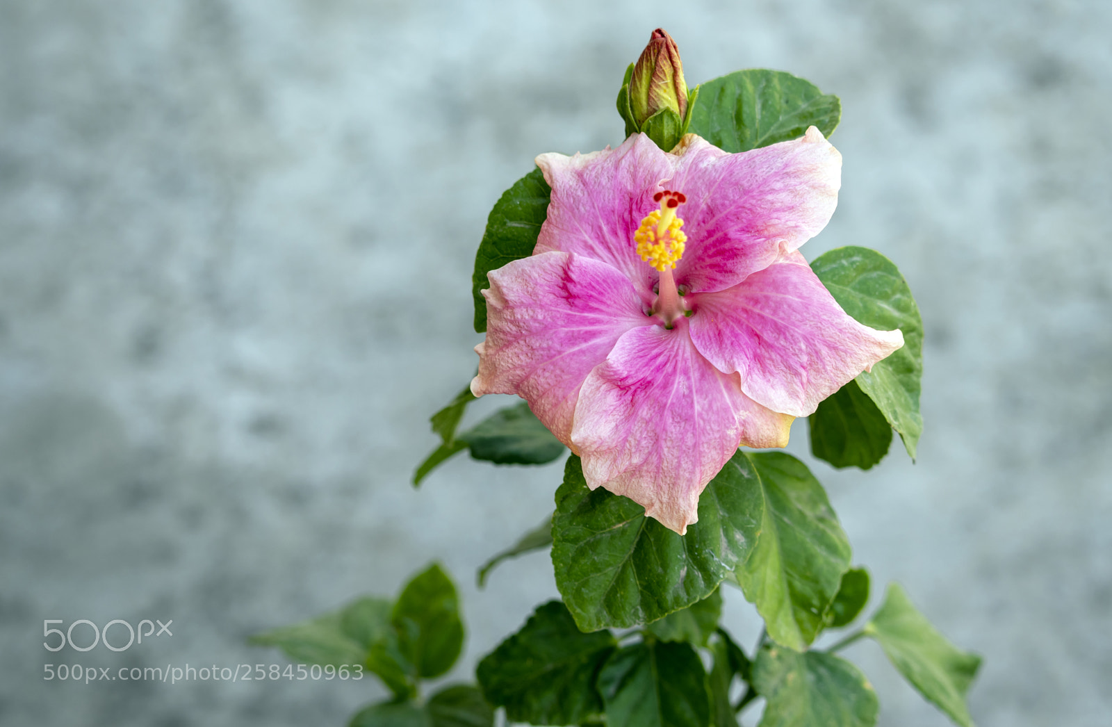 Canon EOS 200D (EOS Rebel SL2 / EOS Kiss X9) sample photo. Pink hibiscus flower photography