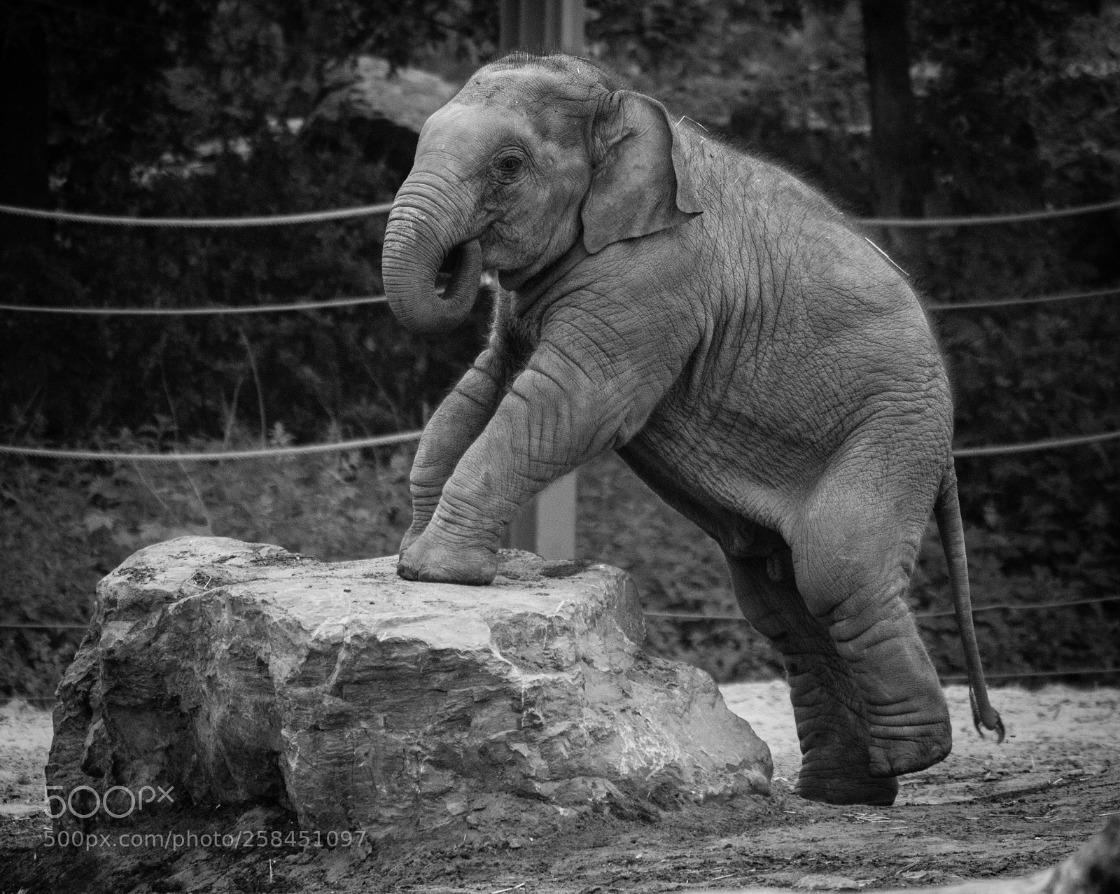 Canon EOS 600D (Rebel EOS T3i / EOS Kiss X5) sample photo. Elephant photography