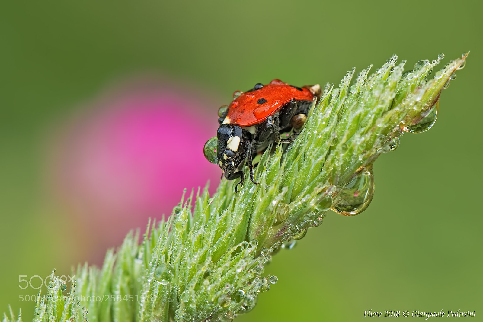 Canon EOS 7D Mark II sample photo. Semplicemente.....una coccinella photography