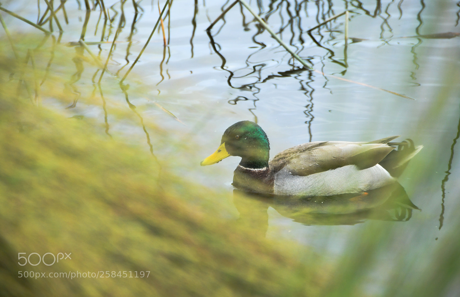 Nikon D500 sample photo. Duck photography
