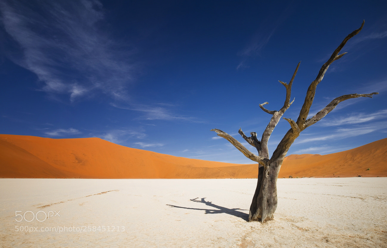 Canon EOS 6D sample photo. Desert tree photography