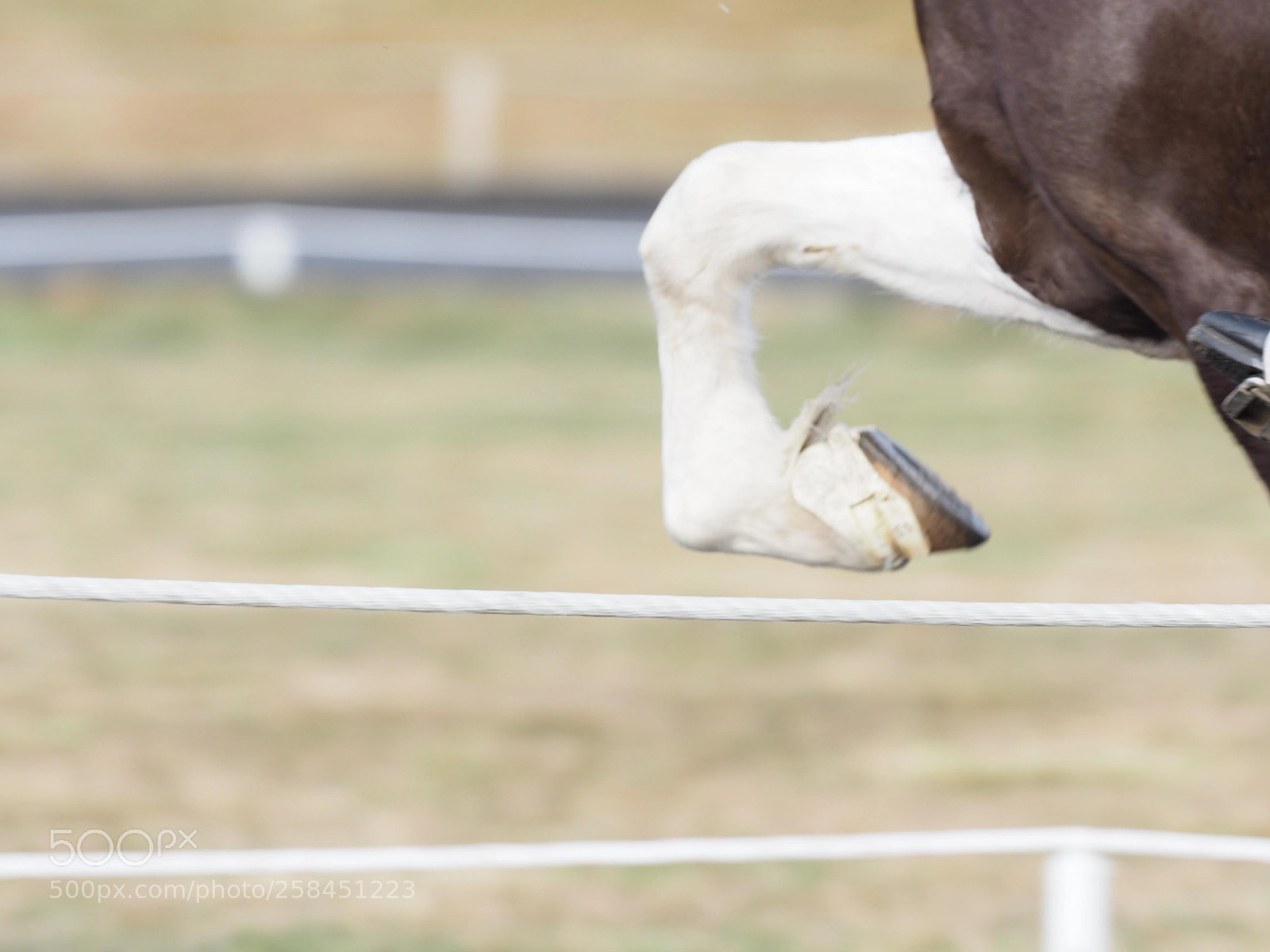 Olympus OM-D E-M5 II sample photo. Horse photography