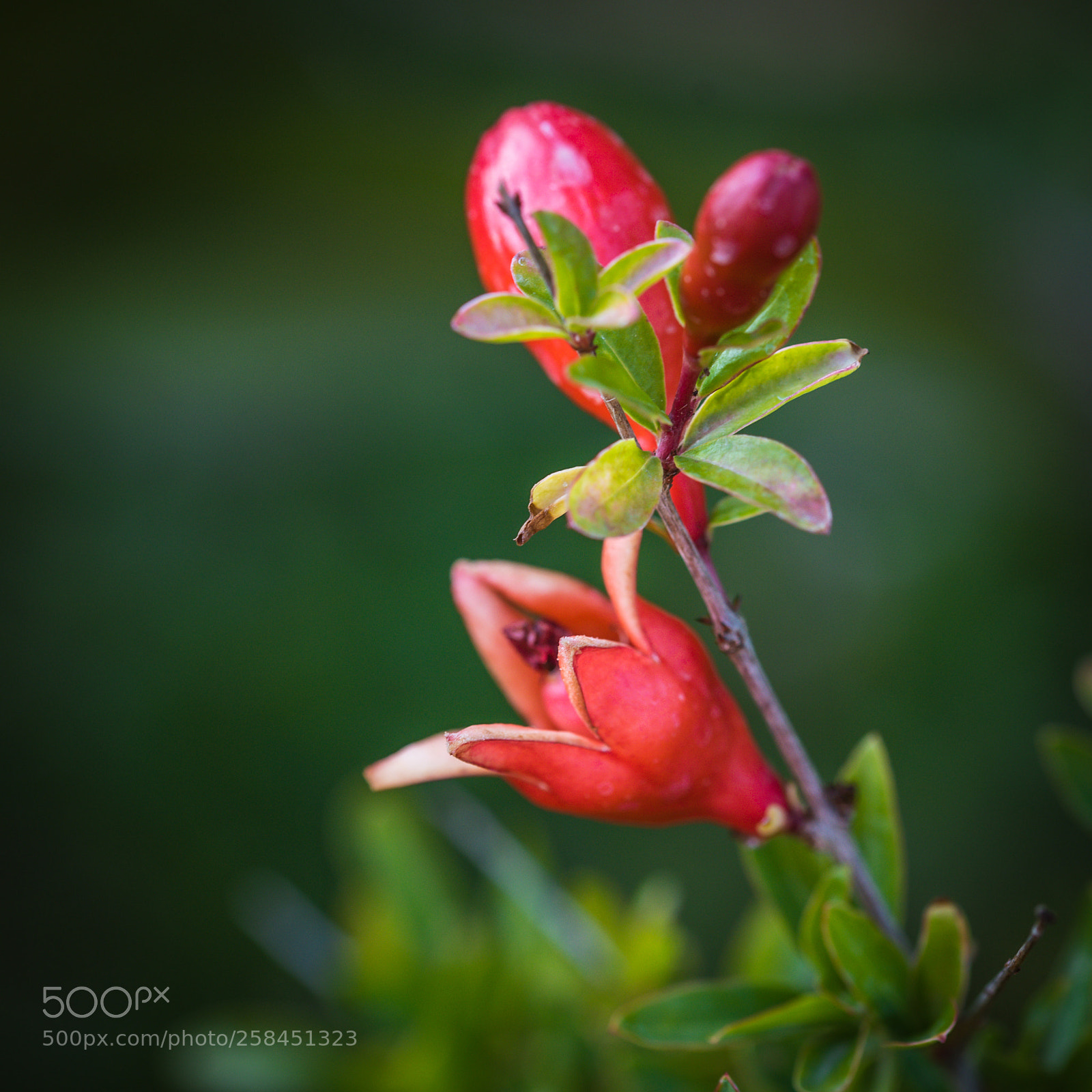 Nikon D750 sample photo. Fiori di melograno photography
