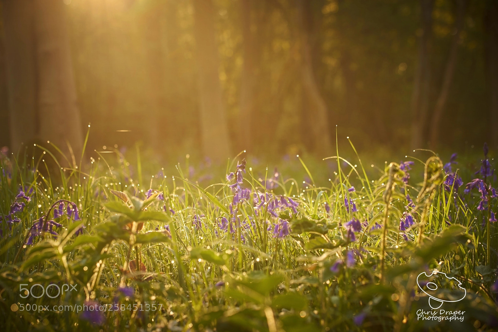Sony ILCA-77M2 sample photo. (very) early morning sunshine photography