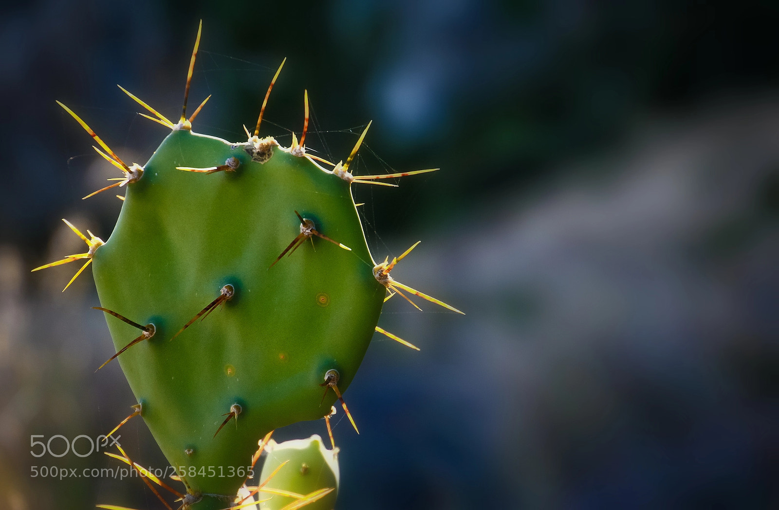 Canon EOS 550D (EOS Rebel T2i / EOS Kiss X4) sample photo. Cactus3 photography