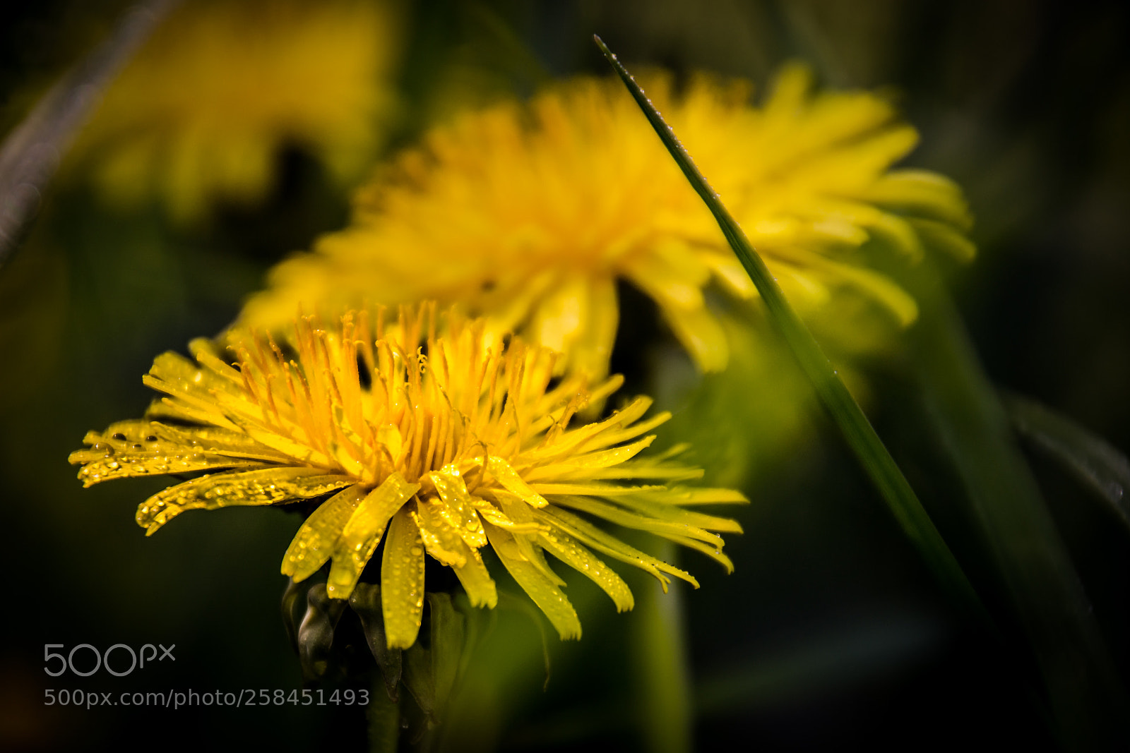 Nikon D3100 sample photo. Color of summer photography