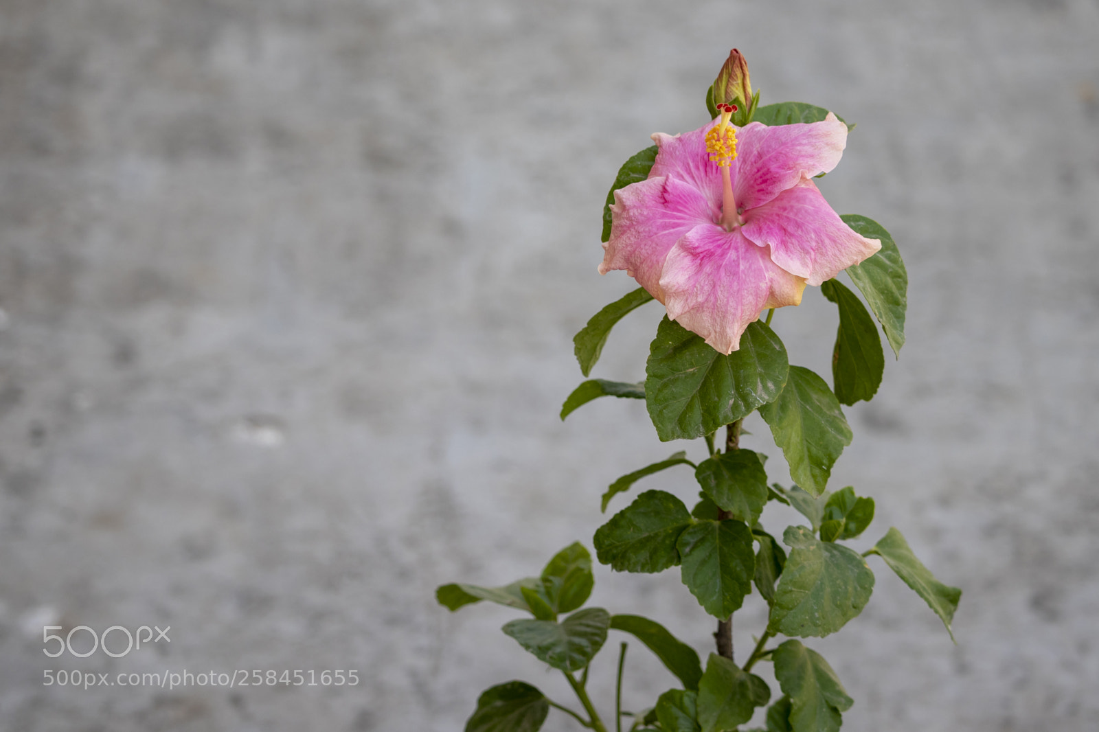 Canon EOS 200D (EOS Rebel SL2 / EOS Kiss X9) sample photo. A hibiscus plant photography