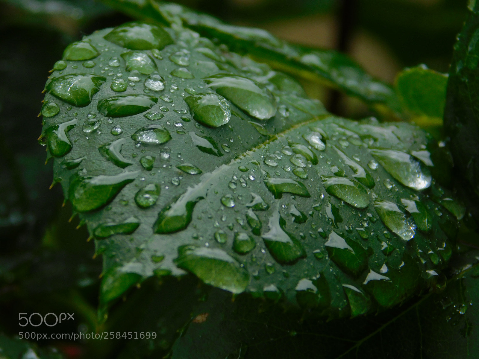 Nikon Coolpix B500 sample photo. ? photography