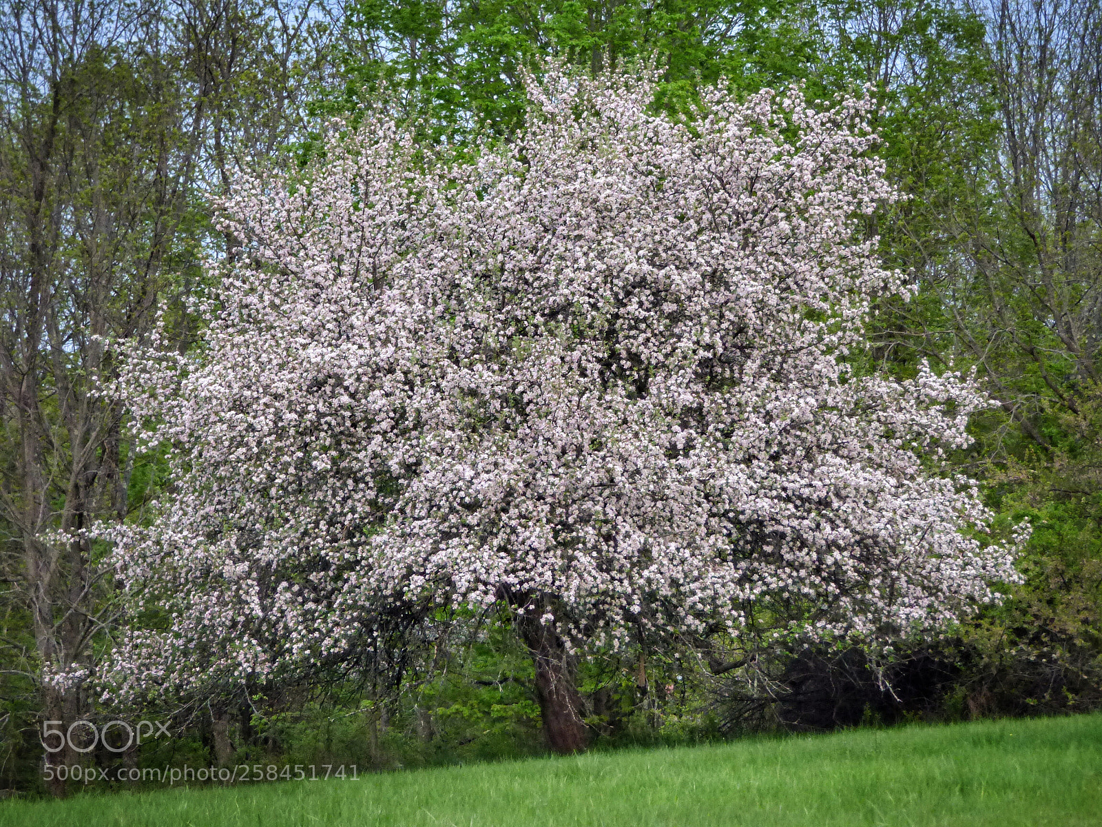 Panasonic Lumix DMC-FZ70 sample photo. Aging apple tree in photography