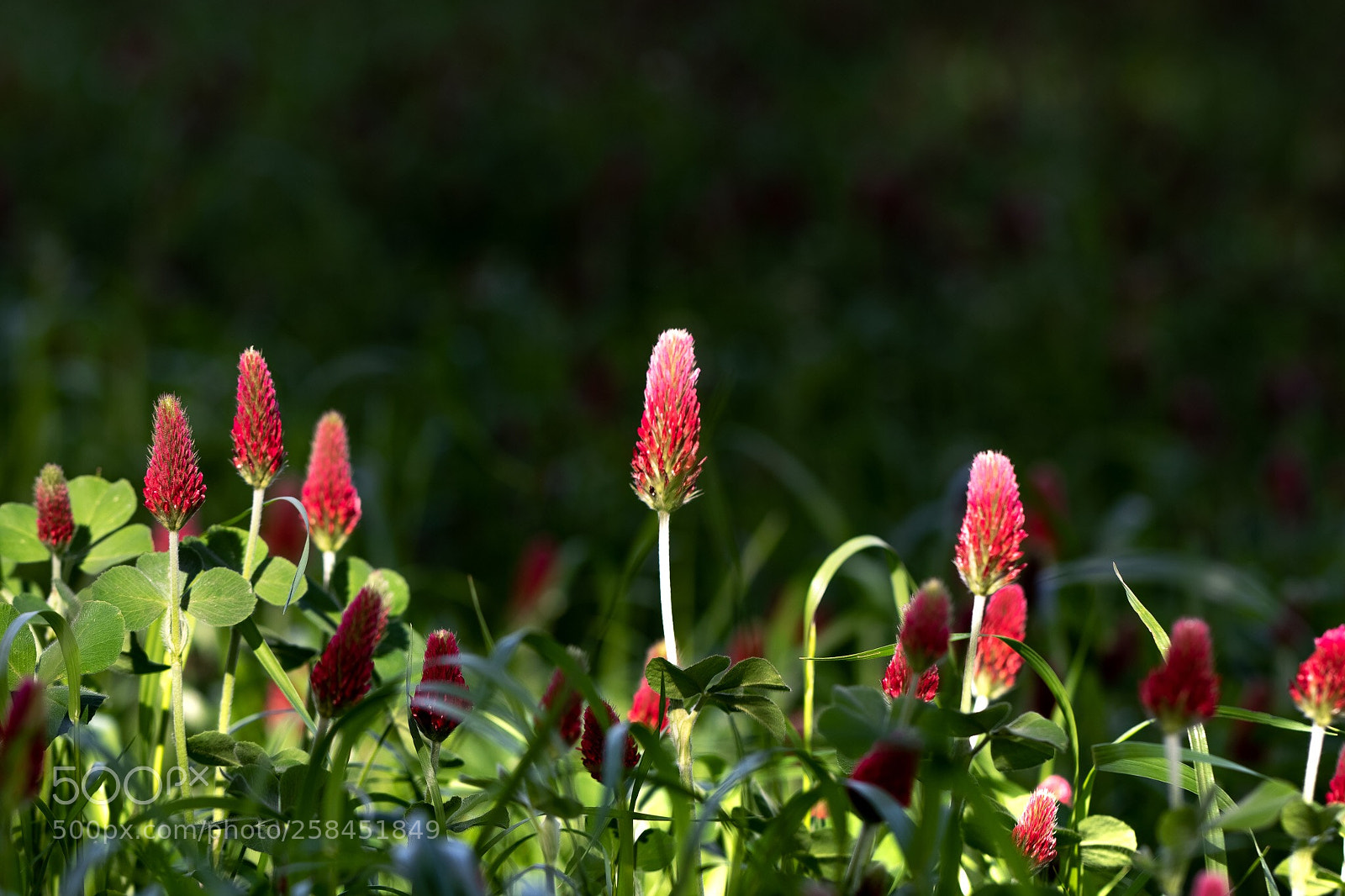 Canon EOS 7D Mark II sample photo. Flowets in the sun photography
