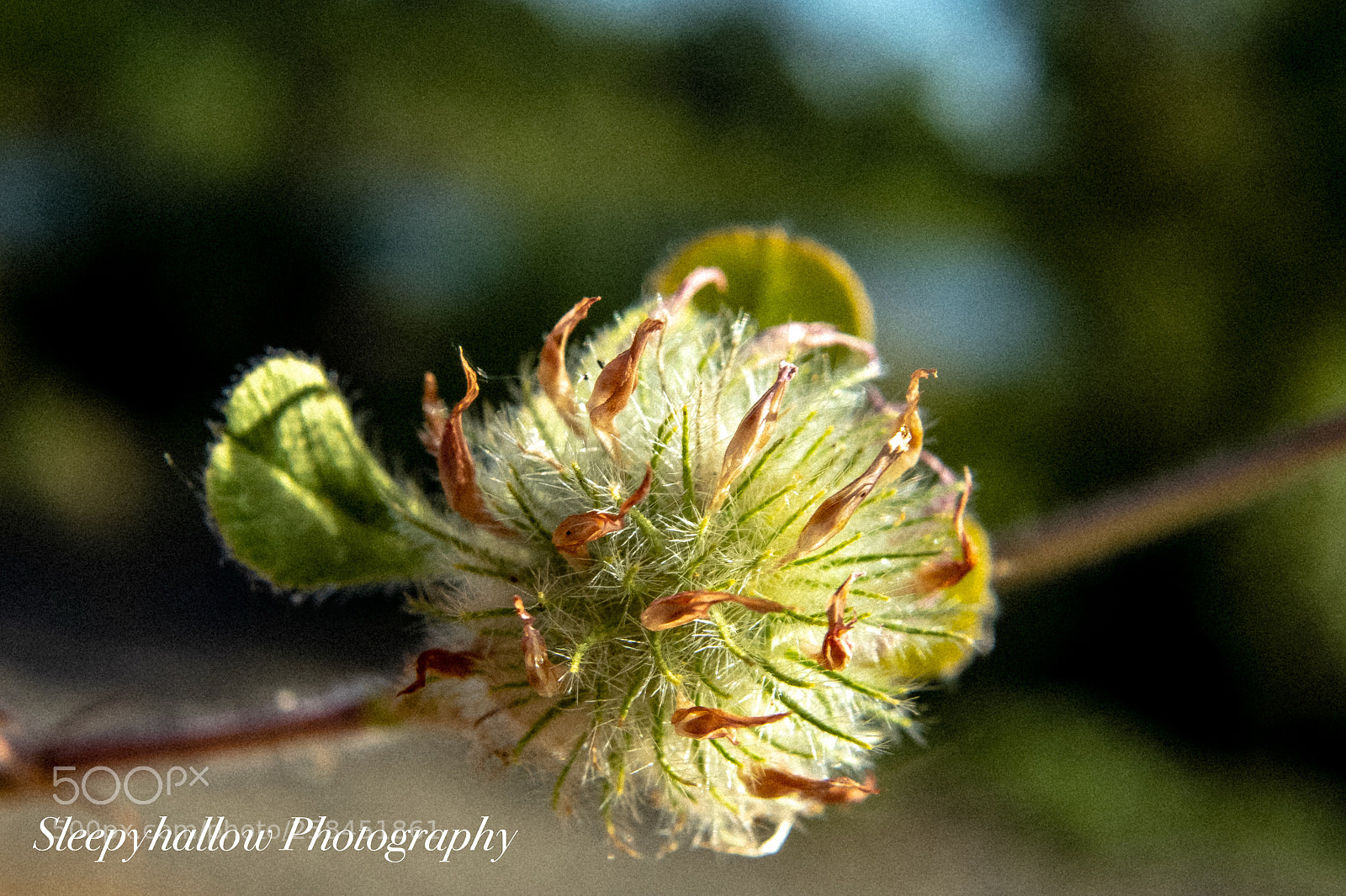 Canon EOS 1300D (EOS Rebel T6 / EOS Kiss X80) sample photo. Puffy weeds photography
