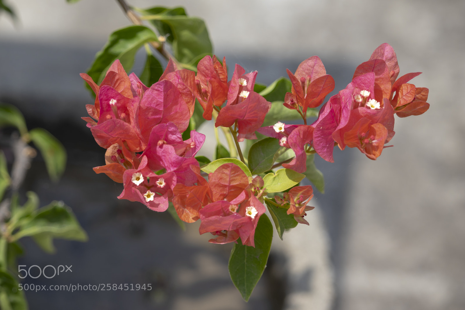 Canon EOS 200D (EOS Rebel SL2 / EOS Kiss X9) sample photo. A bouganvilla plant photography