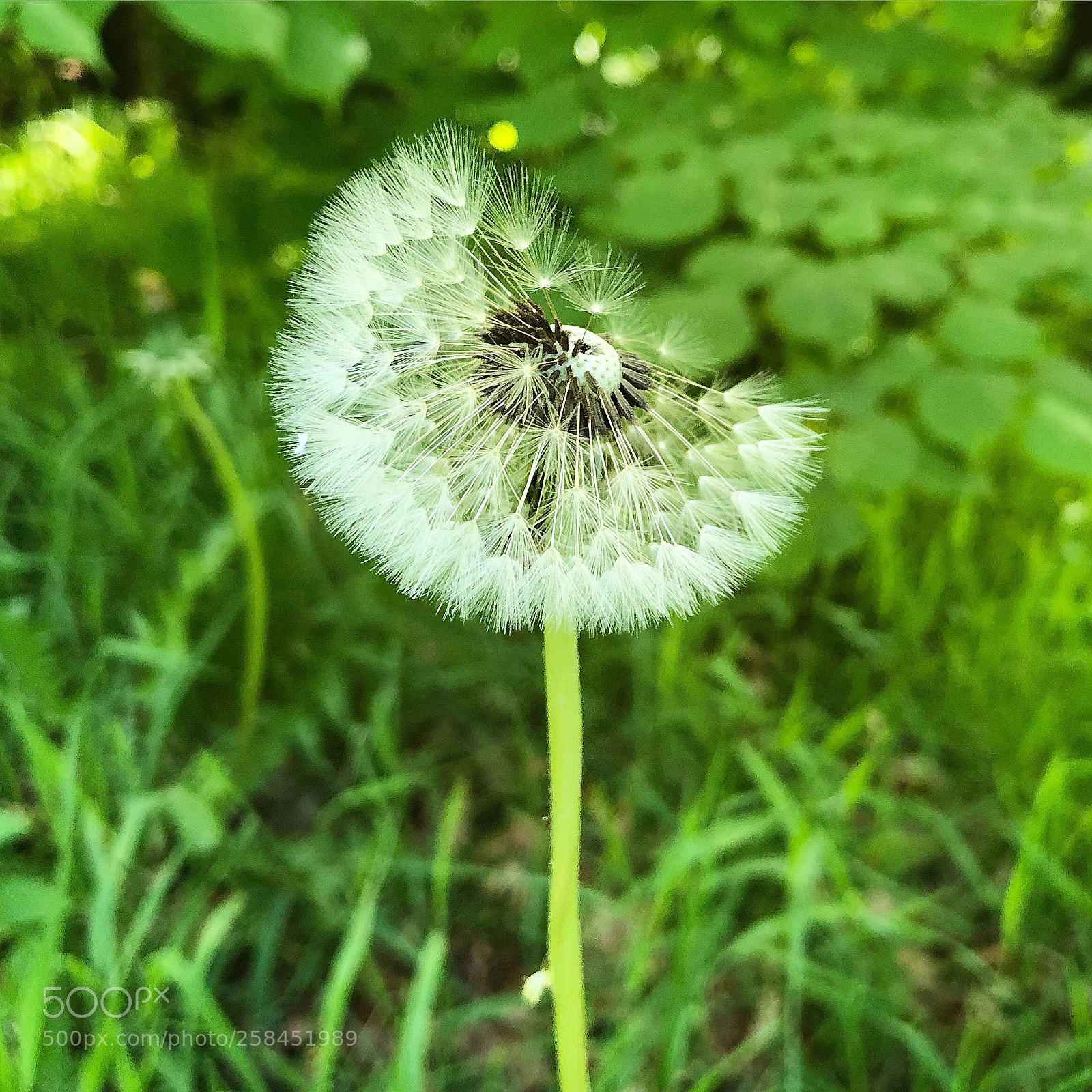Apple iPhone 8 Plus sample photo. Dandelion almost gone photography