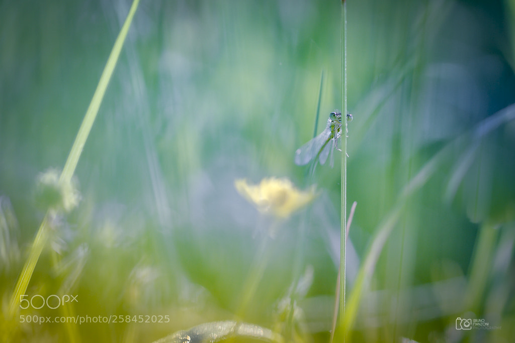 Canon EOS 7D sample photo. Dragonfly photography