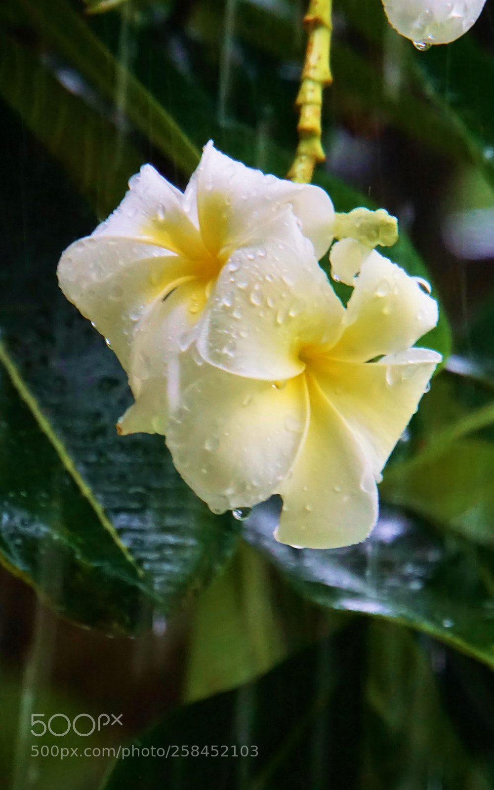 Sony a6000 sample photo. Plumeria photography