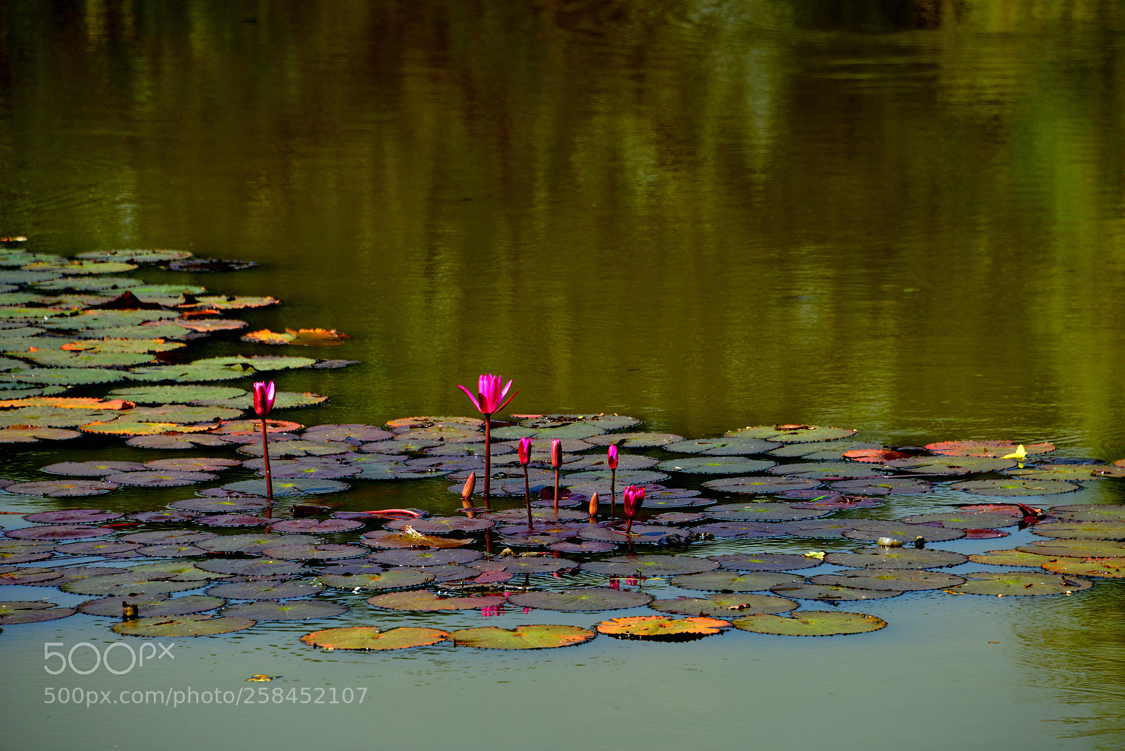 Nikon D800 sample photo. Water lily in sukothai photography