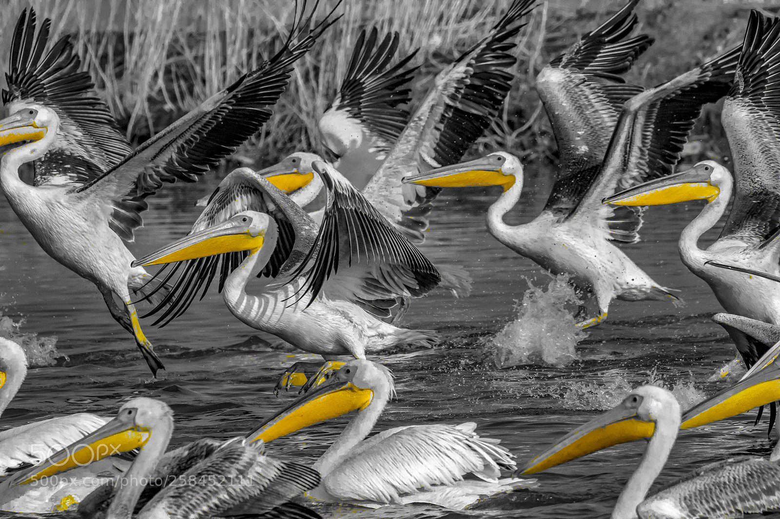Canon EOS 7D Mark II sample photo. The pelican photography
