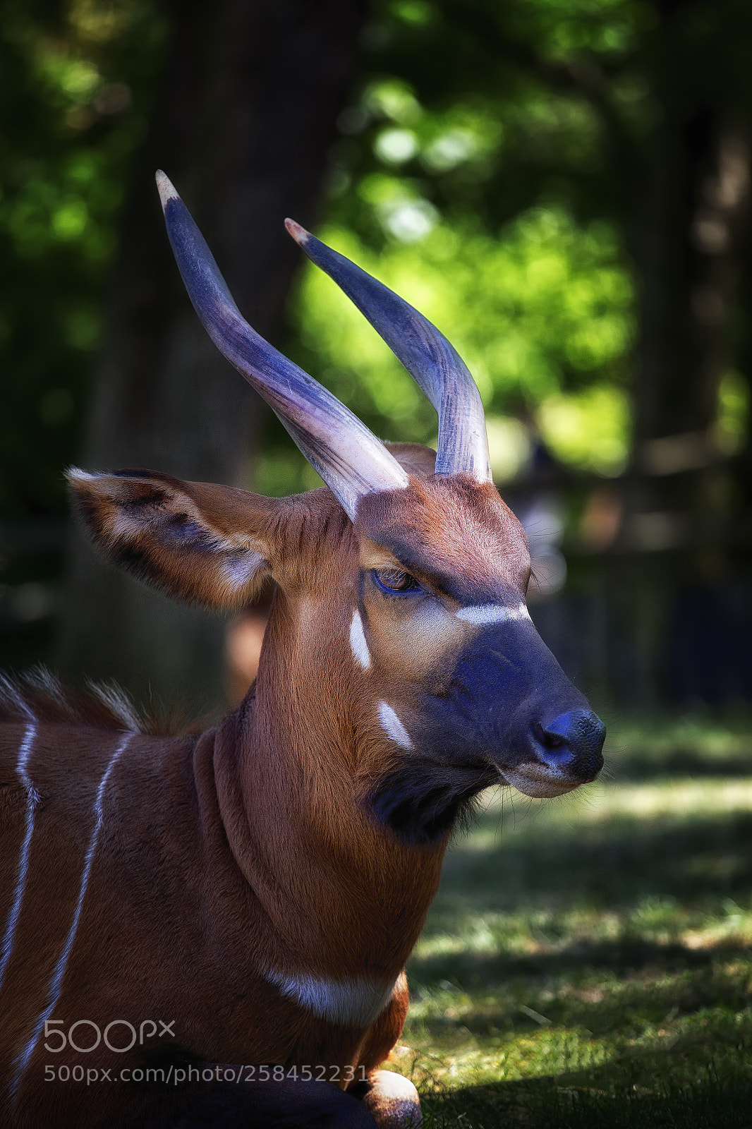 Canon EOS 6D sample photo. Eastern bongo photography