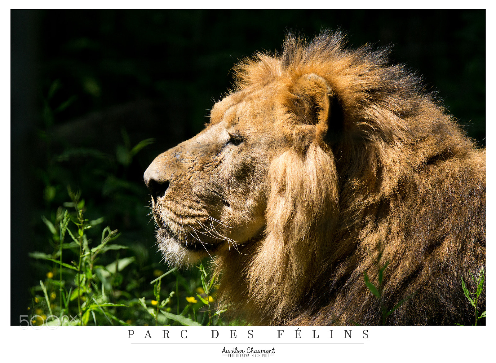 Nikon D3100 sample photo. The king photography