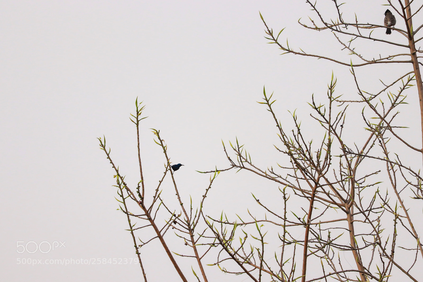 Canon EOS 200D (EOS Rebel SL2 / EOS Kiss X9) sample photo. Bulbul and hummingbird photography