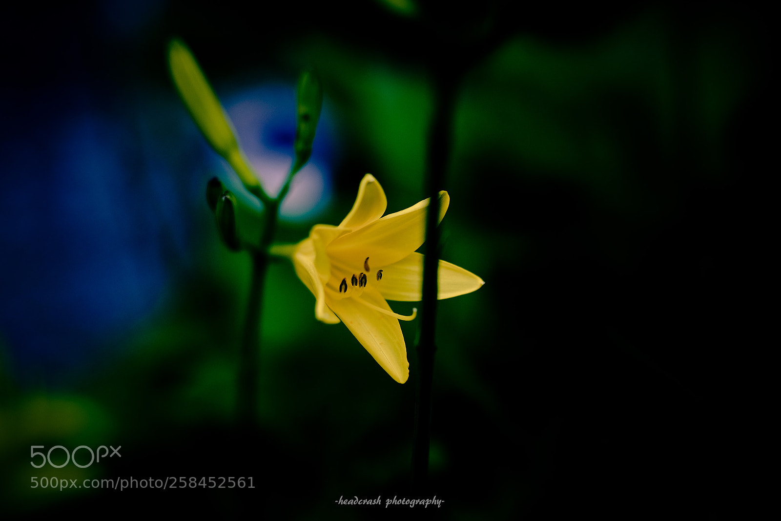 Fujifilm X-E2 sample photo. Flower power photography