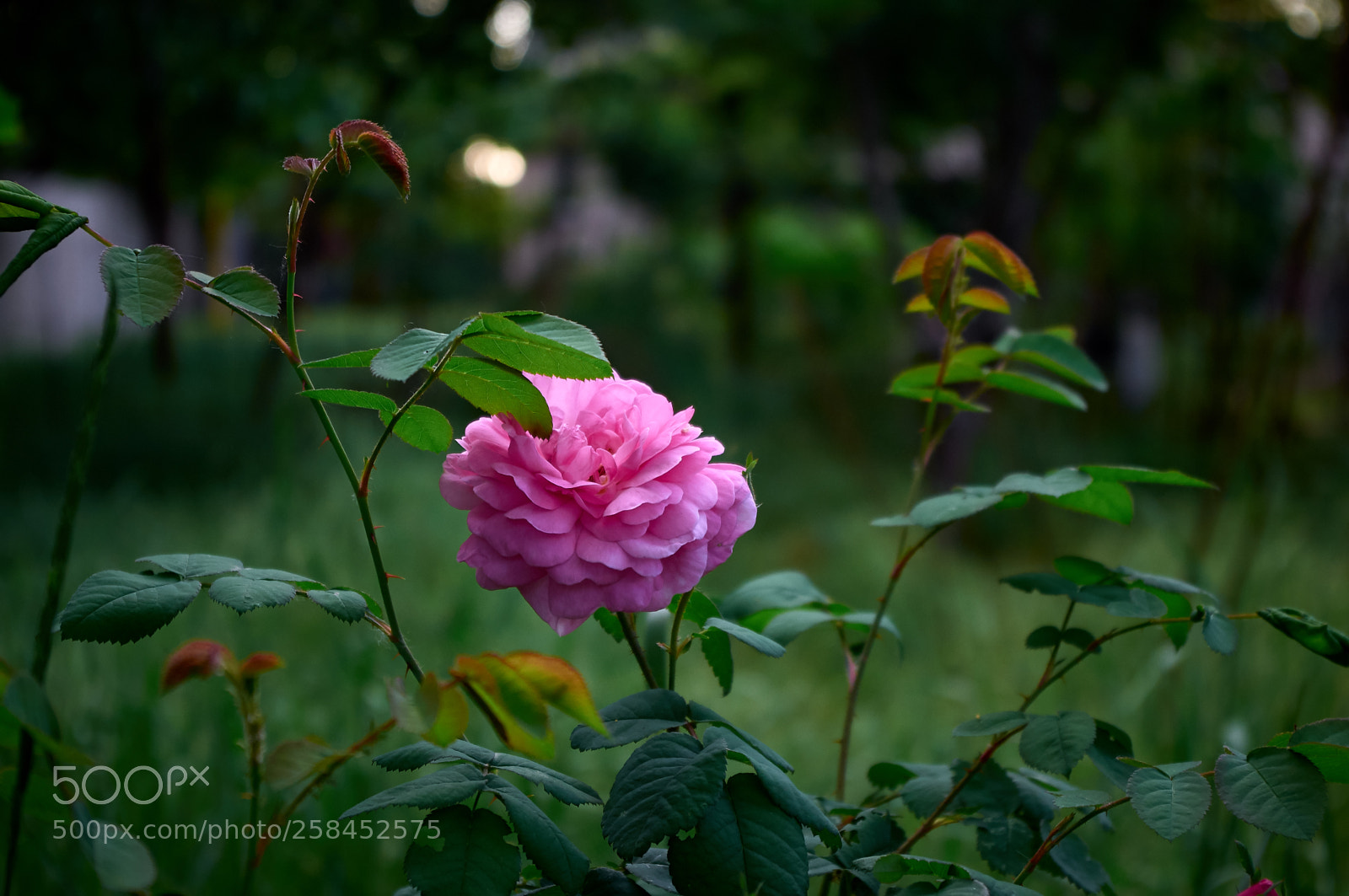 Pentax K-r sample photo. Rose in the garden photography