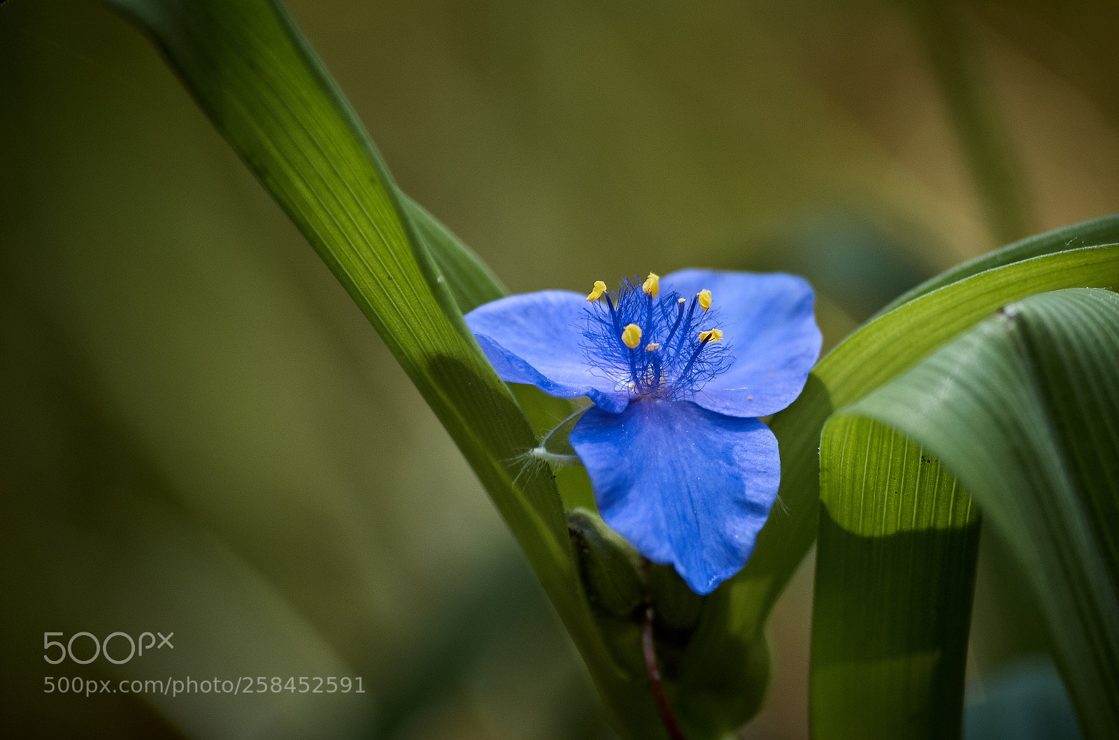 Pentax K-30 sample photo. A blue tradescantia flower photography