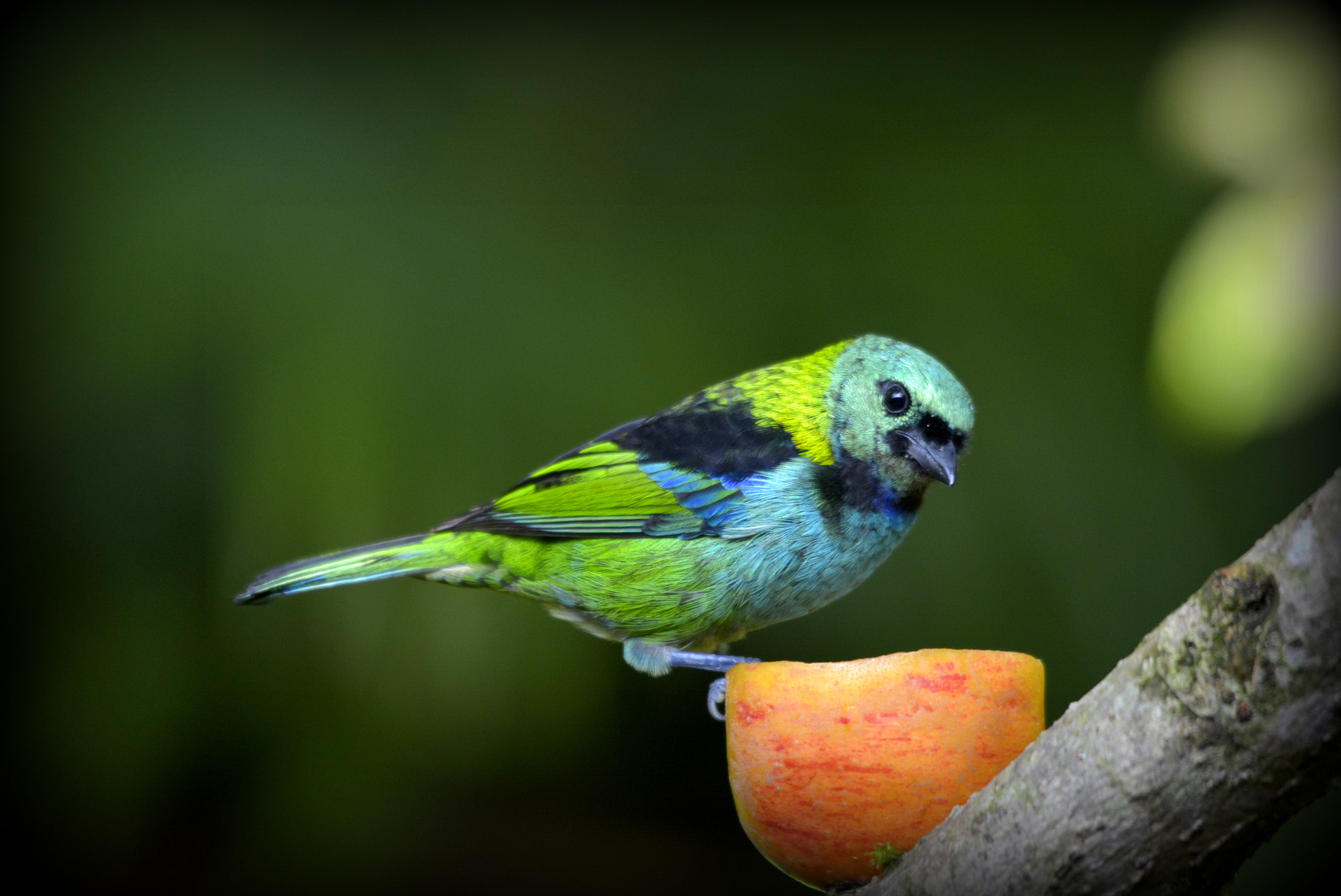 Nikon D5200 + Sigma 120-400mm F4.5-5.6 DG OS HSM sample photo. Saíra sete cores. (tangara seledon), green-headed tanager, female. photography