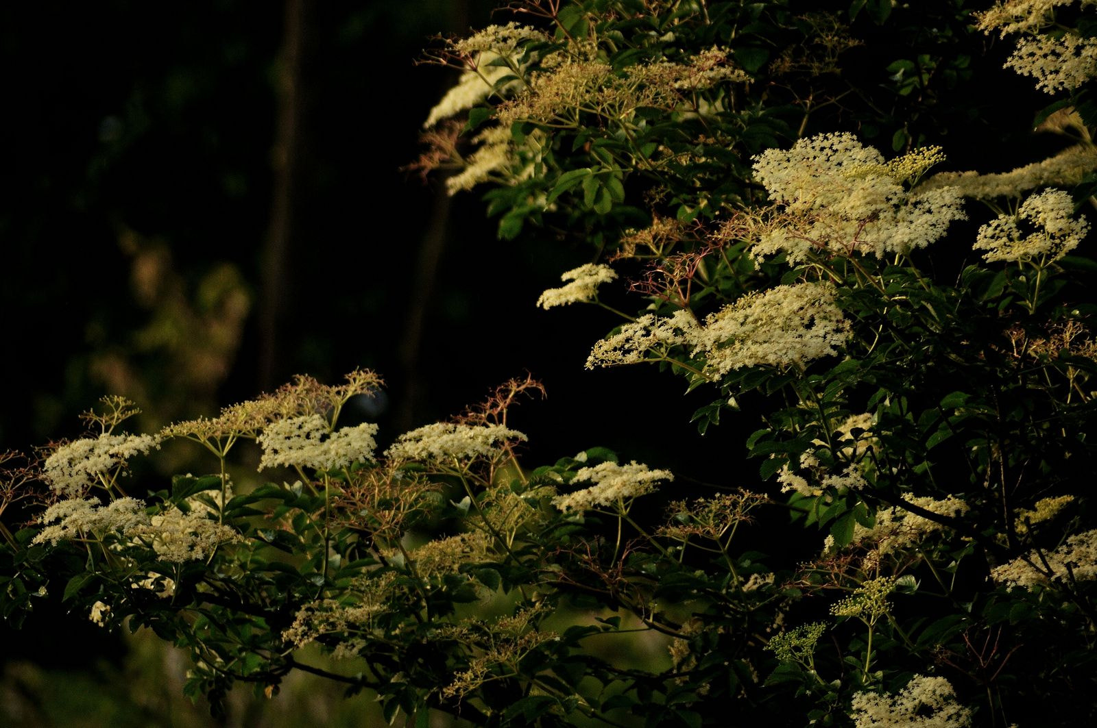 Tokina AF 353 (AF 35-300mm f/4.5-6.7) sample photo. Sambuco photography