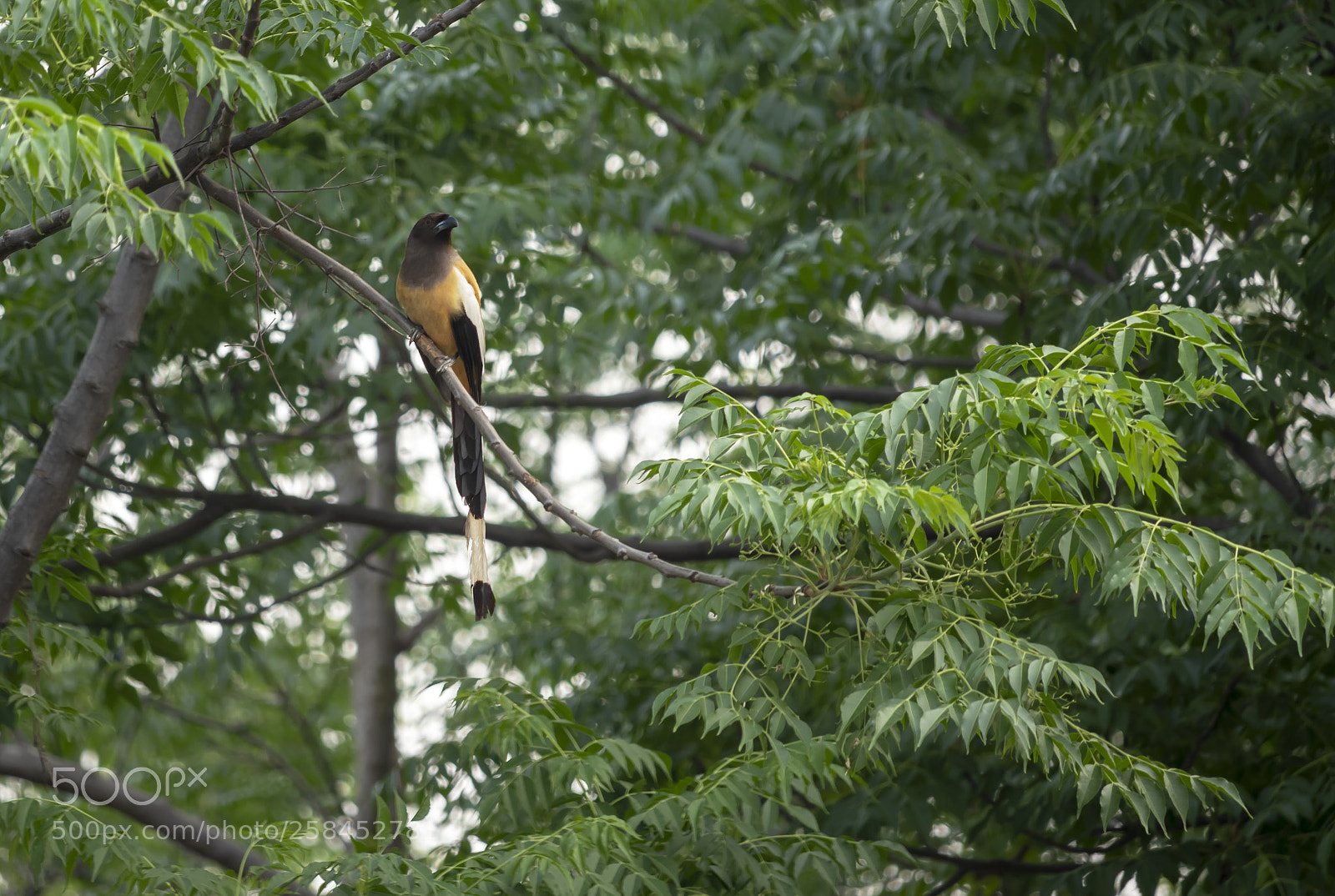 Canon EOS 200D (EOS Rebel SL2 / EOS Kiss X9) sample photo. Indian roufus treepie photography