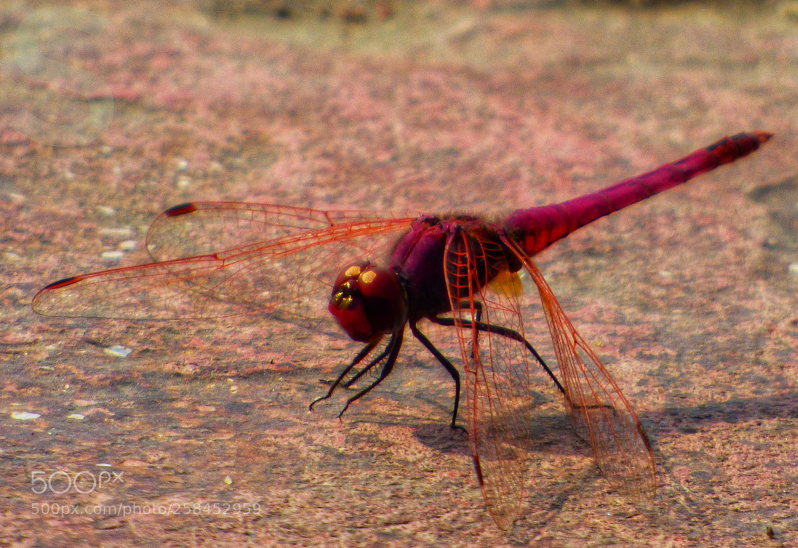 Panasonic Lumix DMC-FZ70 sample photo. Dragonfly photography