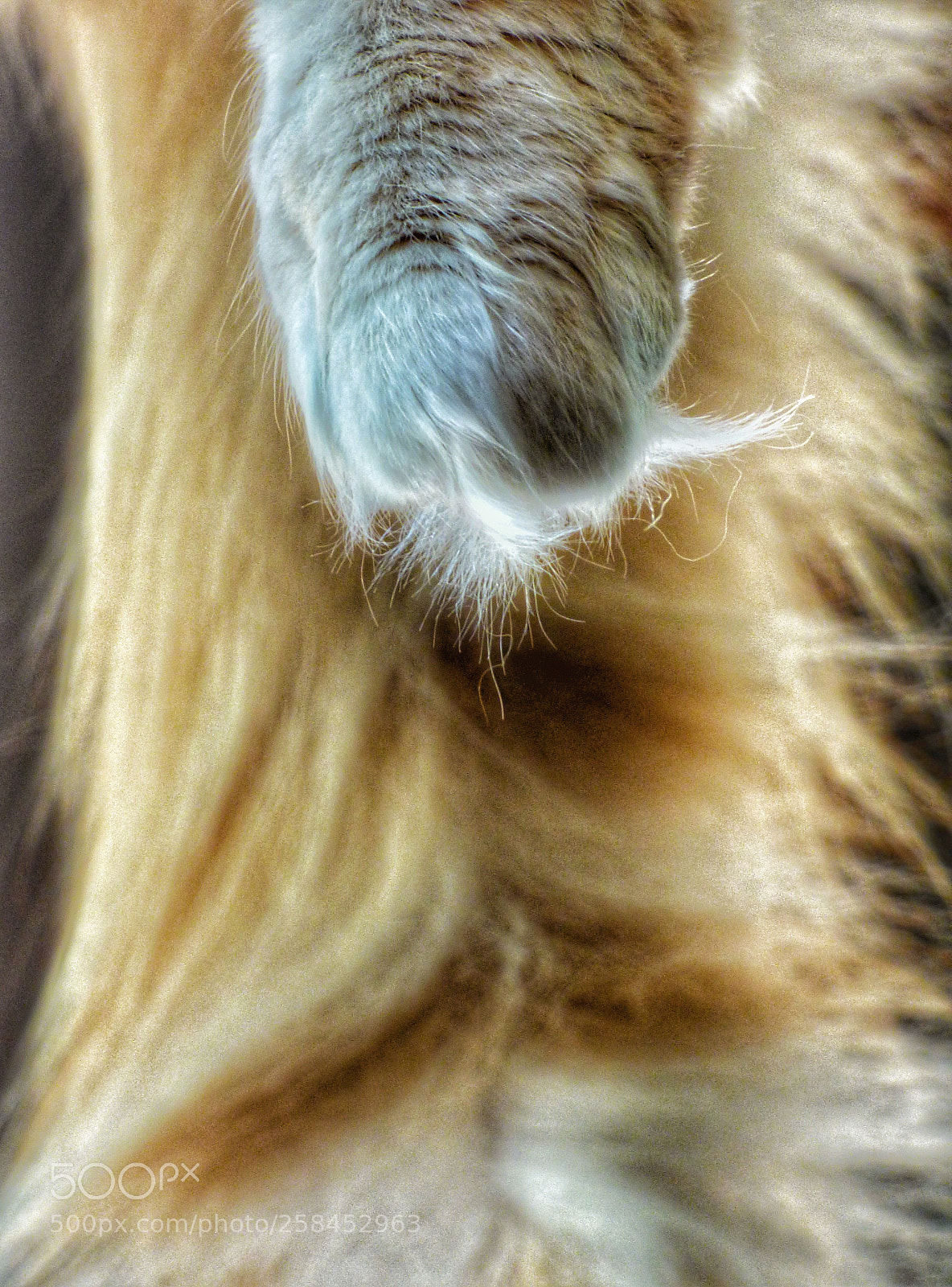 Panasonic Lumix DMC-FZ70 sample photo. Dangling paw and tail photography