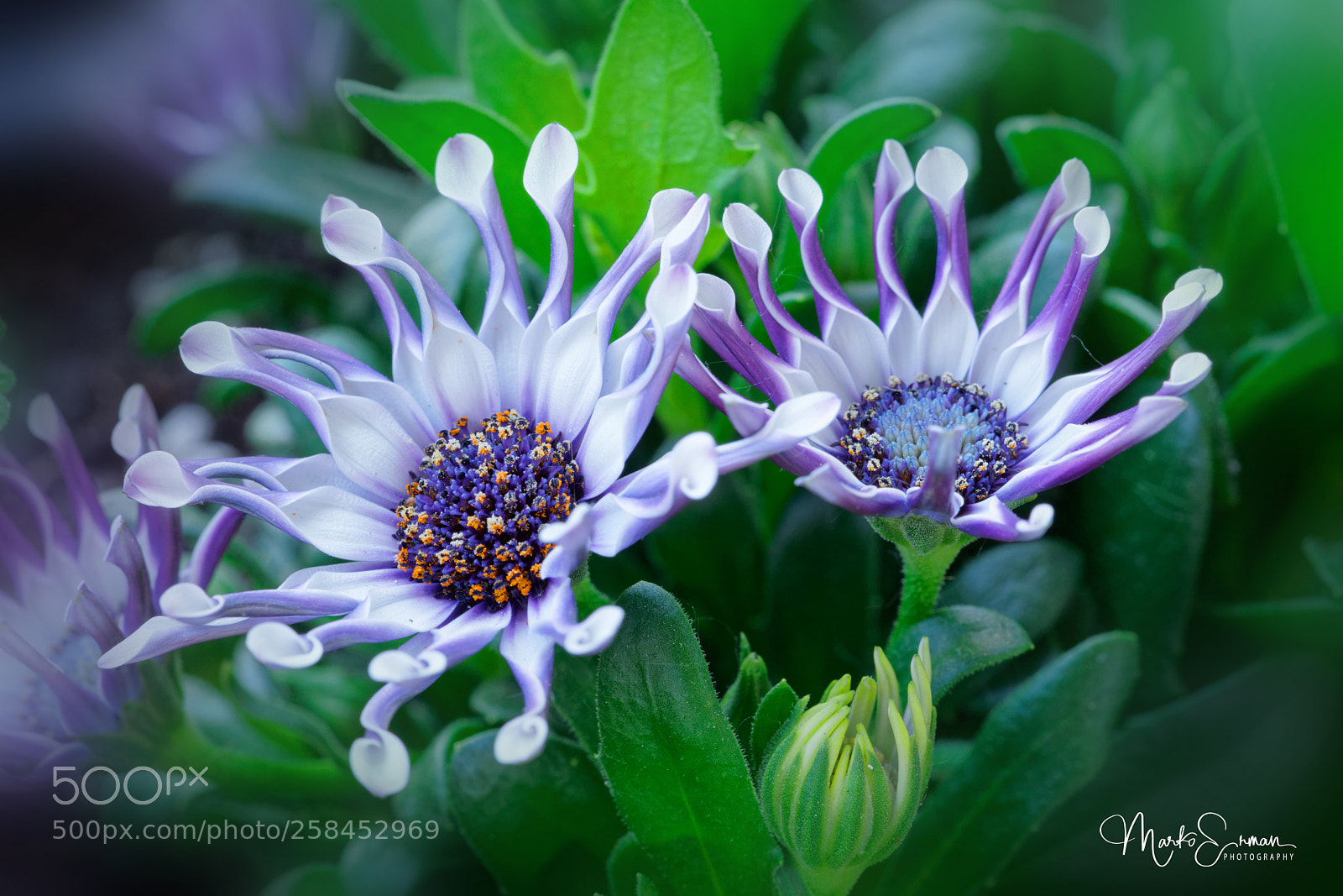 Sony a7R II sample photo. African daisy photography