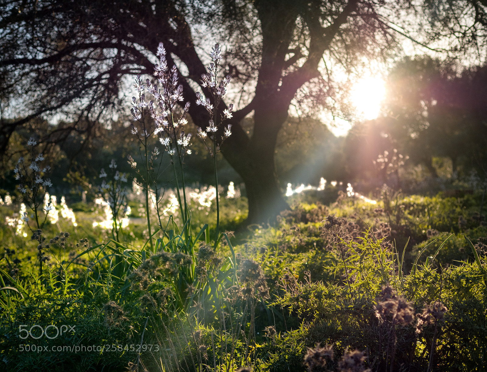 Panasonic Lumix DC-G9 sample photo. Sunset with flowers. photography