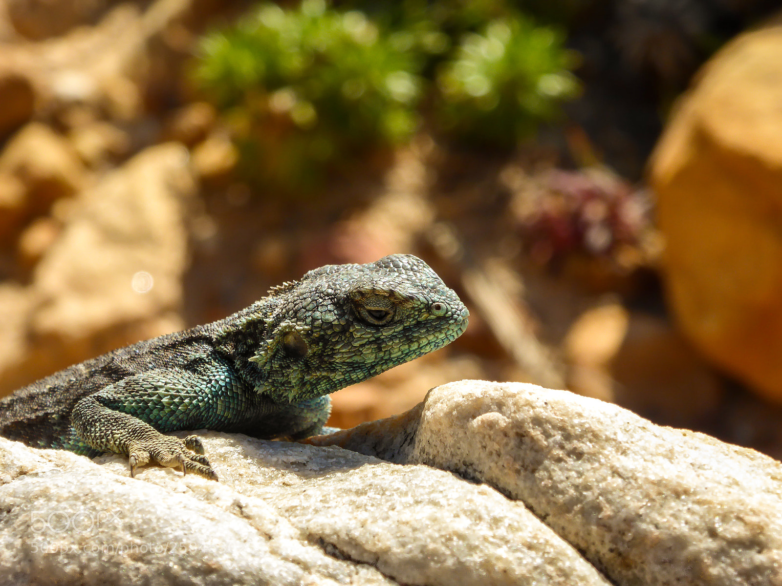 Panasonic DMC-TZ61 sample photo. Lizard in south africa photography