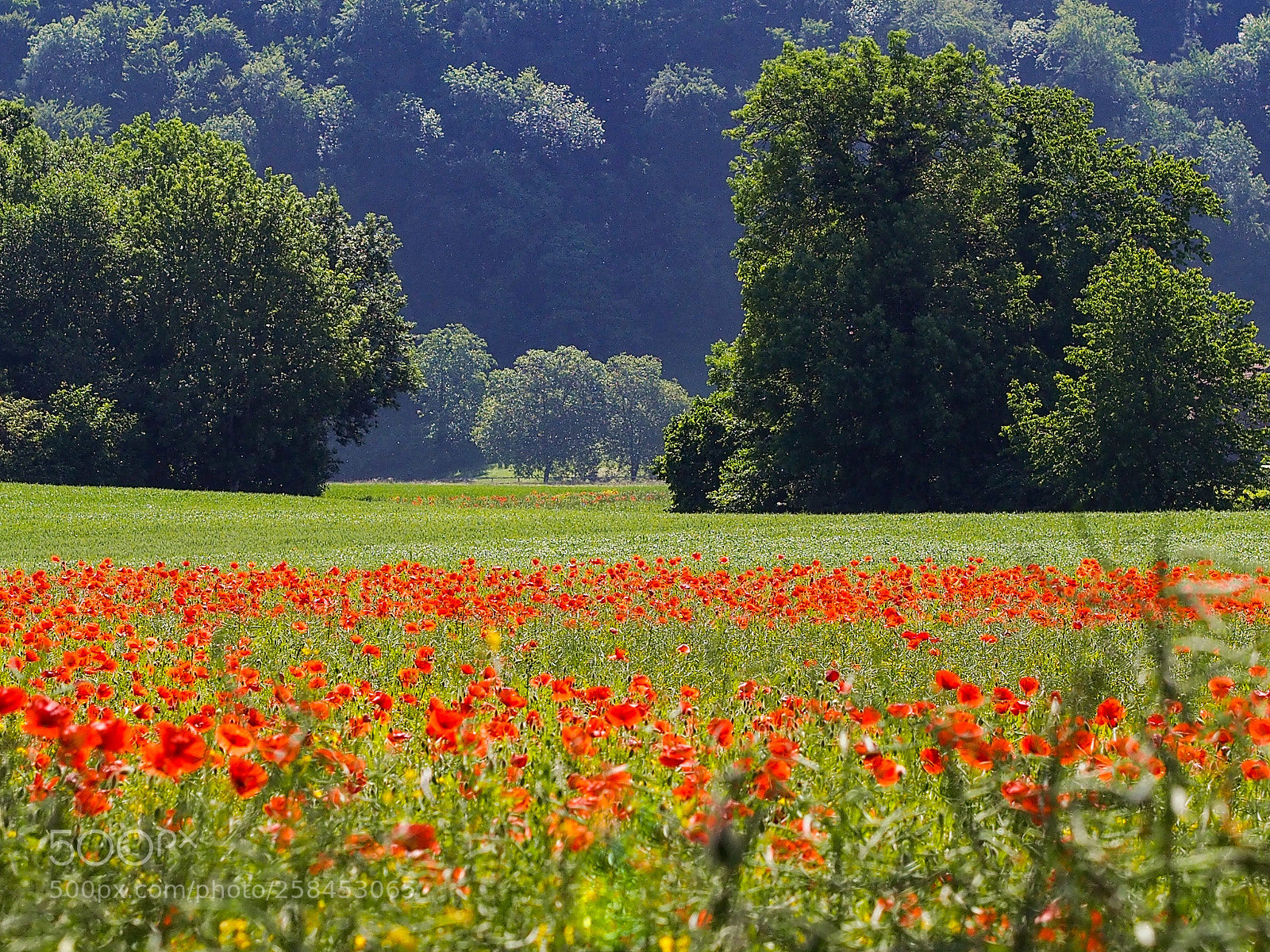 Olympus OM-D E-M5 sample photo. Field of poppies photography