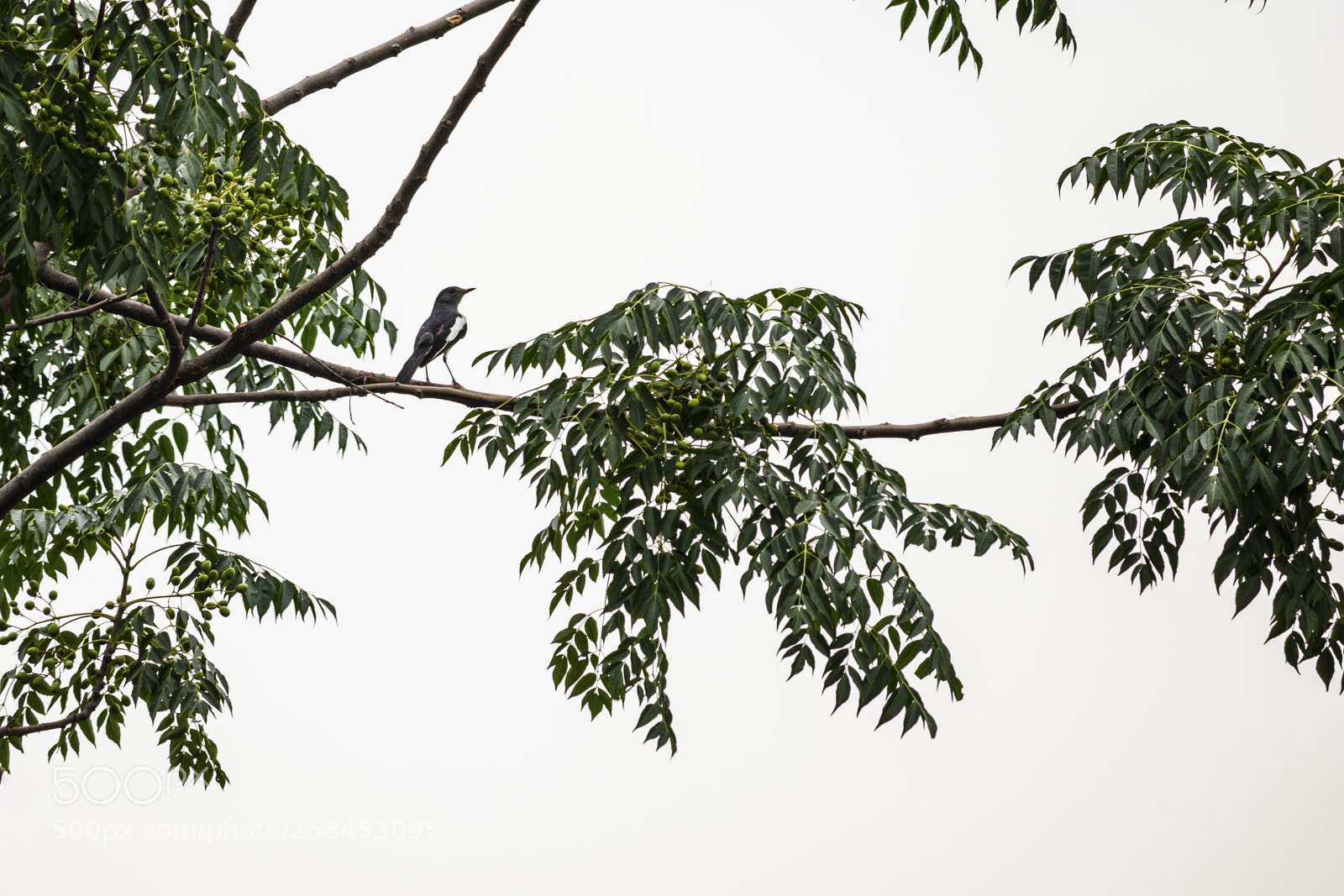 Canon EOS 200D (EOS Rebel SL2 / EOS Kiss X9) sample photo. Oriental magpie robin photography