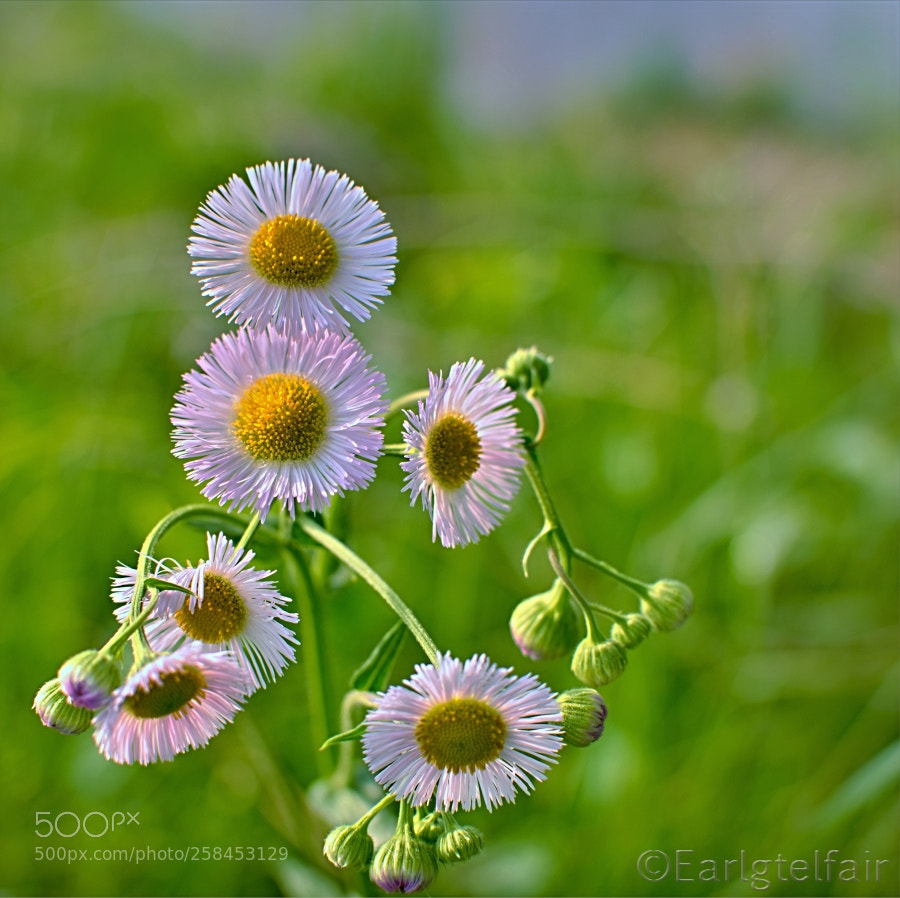 Nikon D5300 sample photo. Sunny side up photography